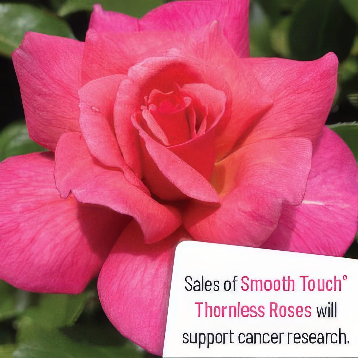 Smooth Lady - Garden Express Australia