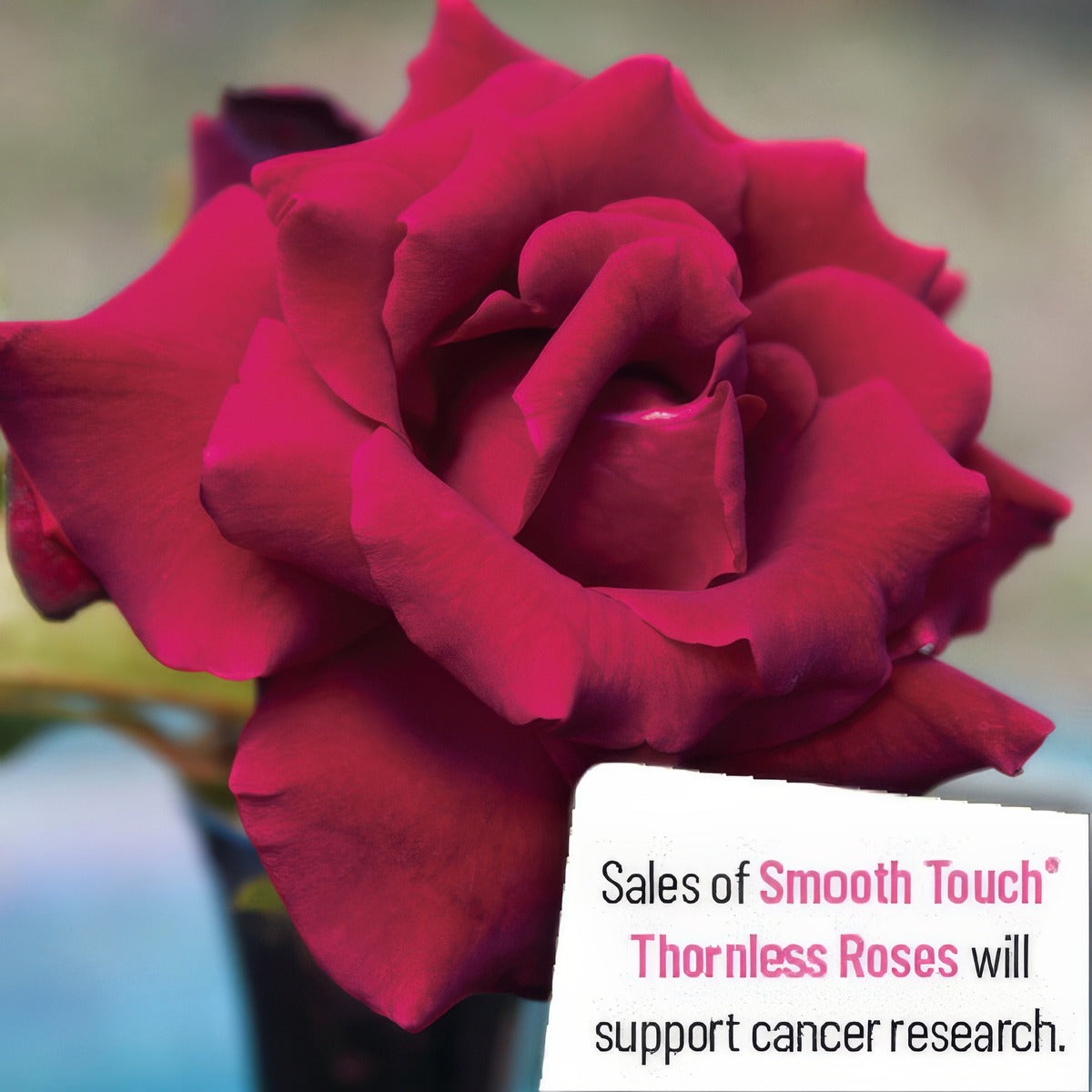 Thornless Rose Smooth Ruby Red Rostrre - Garden Express Australia