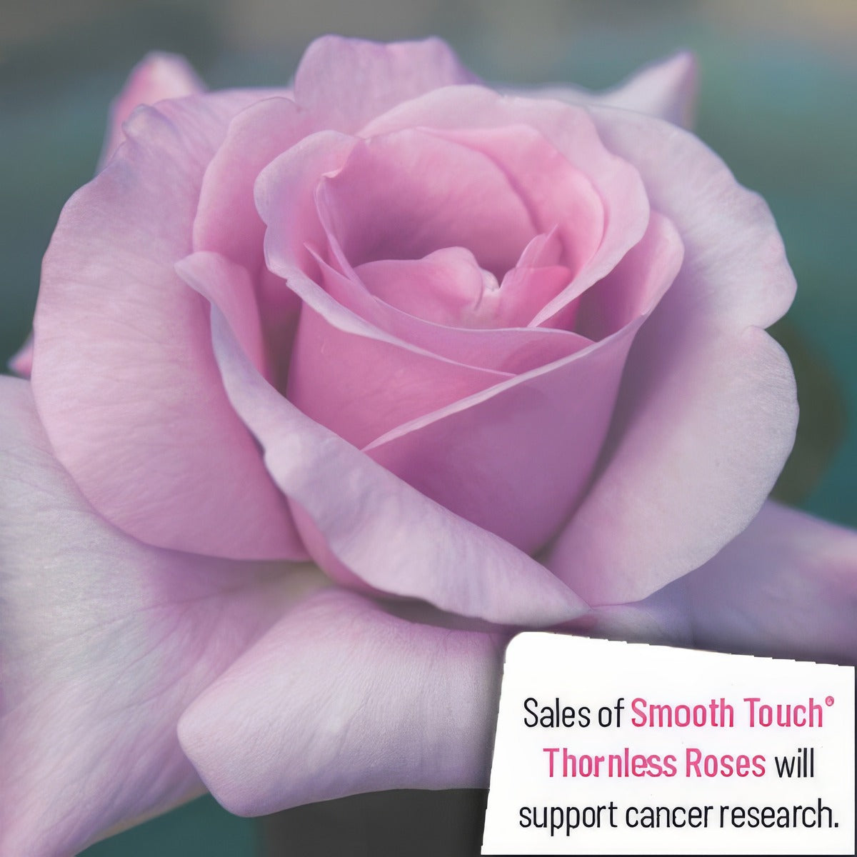 Thornless Rose Smooth Silver Moon Rostsmo - Garden Express Australia