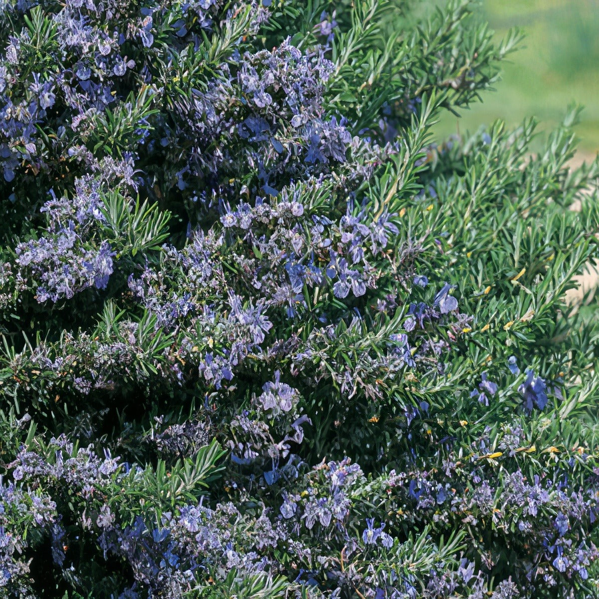 Rosemary Blue Lagoon 15 - Garden Express Australia