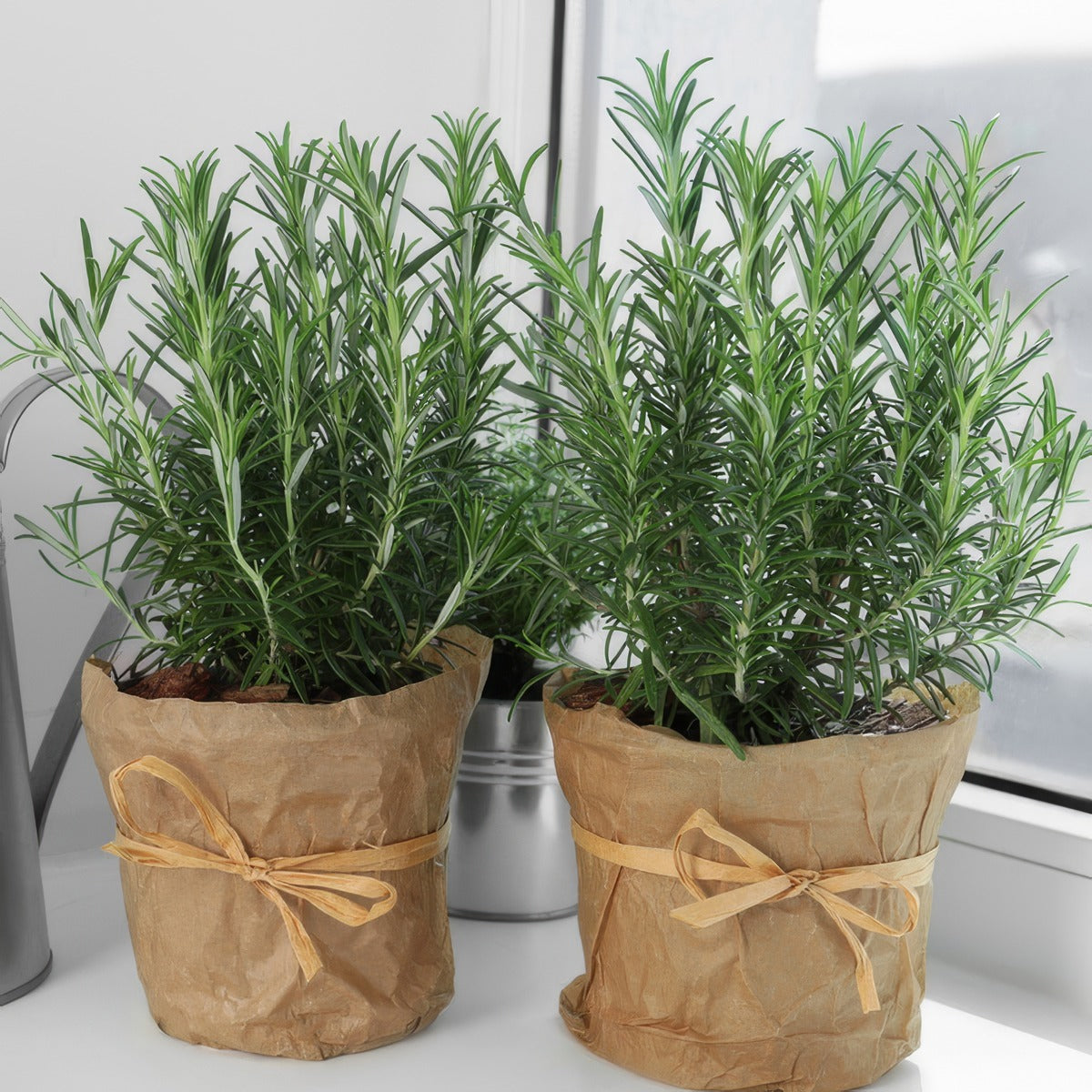 Rosemary Savor P75rossav - Garden Express Australia