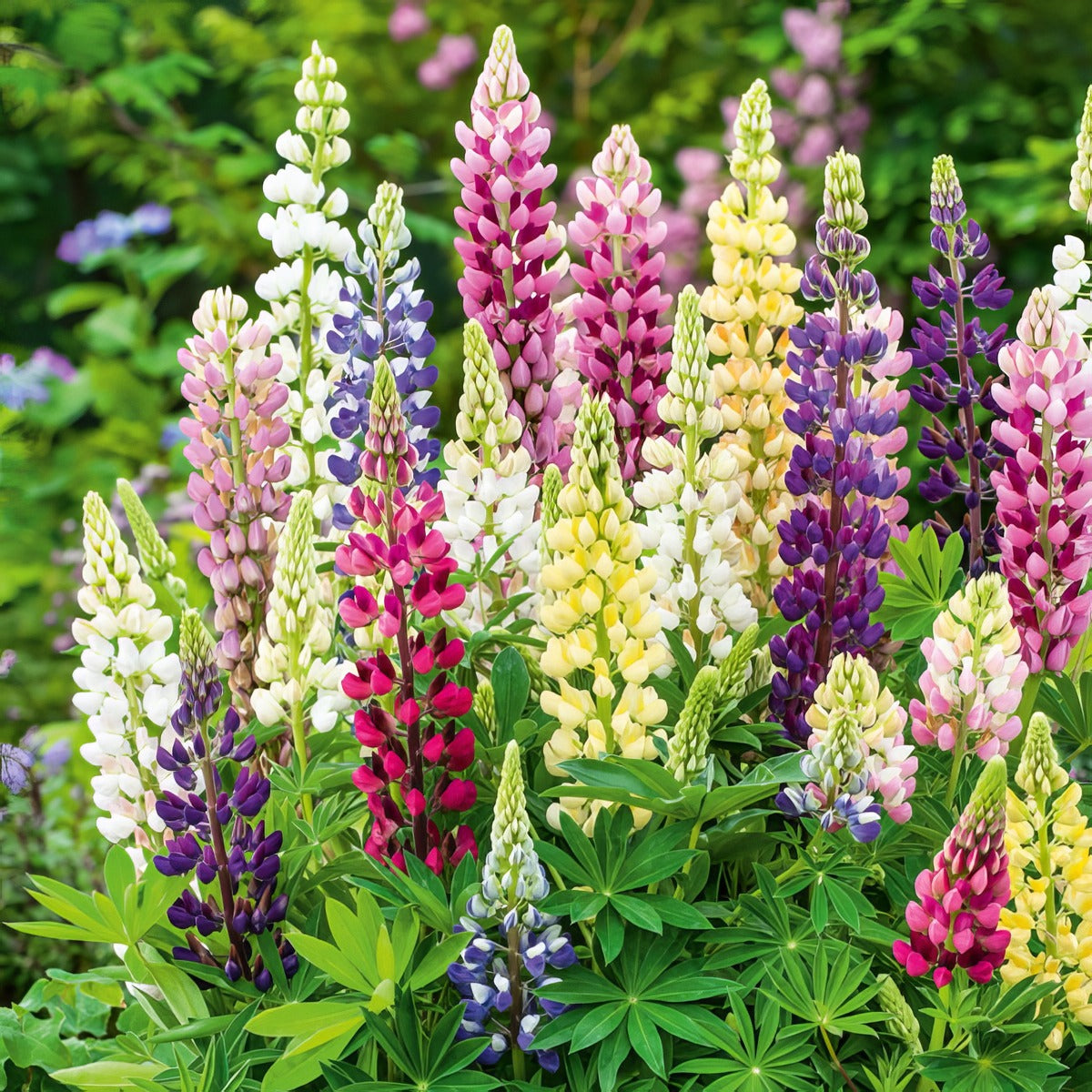 Russel Lupin Mixed 2025 Pkrlumxd - Garden Express Australia