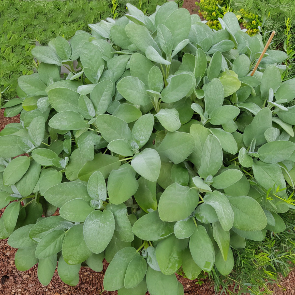 Sage Broadleaf Lplsagble - Garden Express Australia