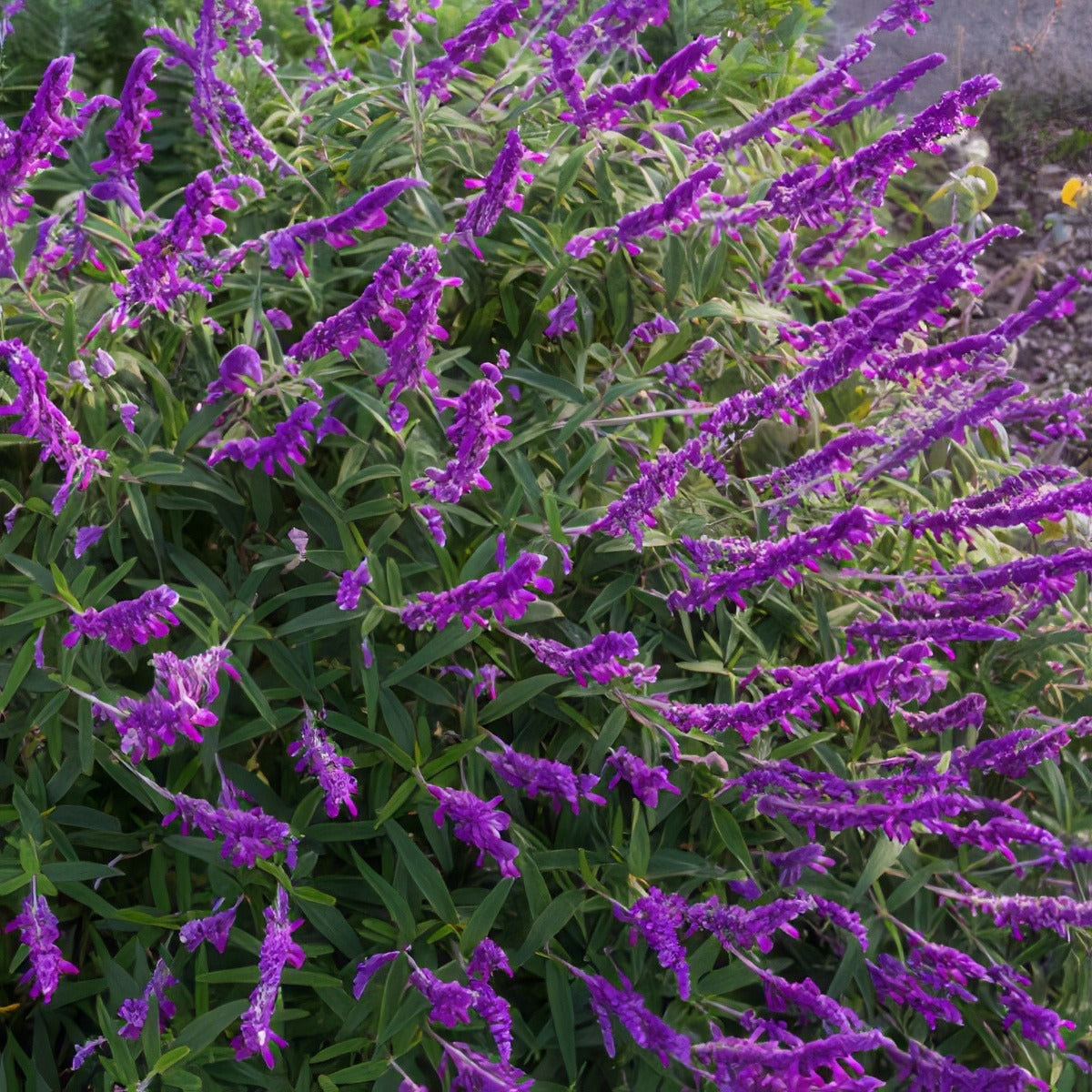 Salvia Leucantha Pplsalleu - Garden Express Australia
