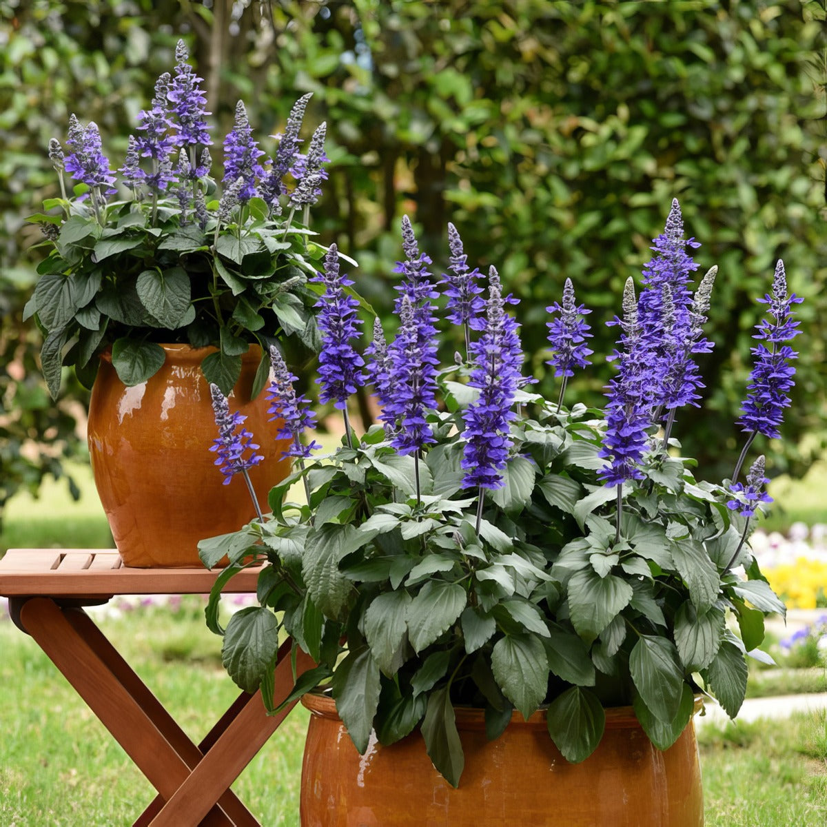 Salvia Mysty P68salmyst - Garden Express Australia