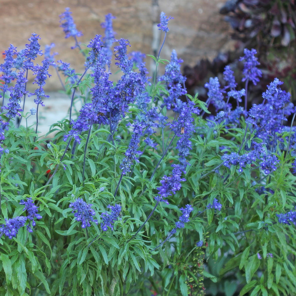 Salvia Sallyfun Blue Lagoon P68salsblg - Garden Express Australia