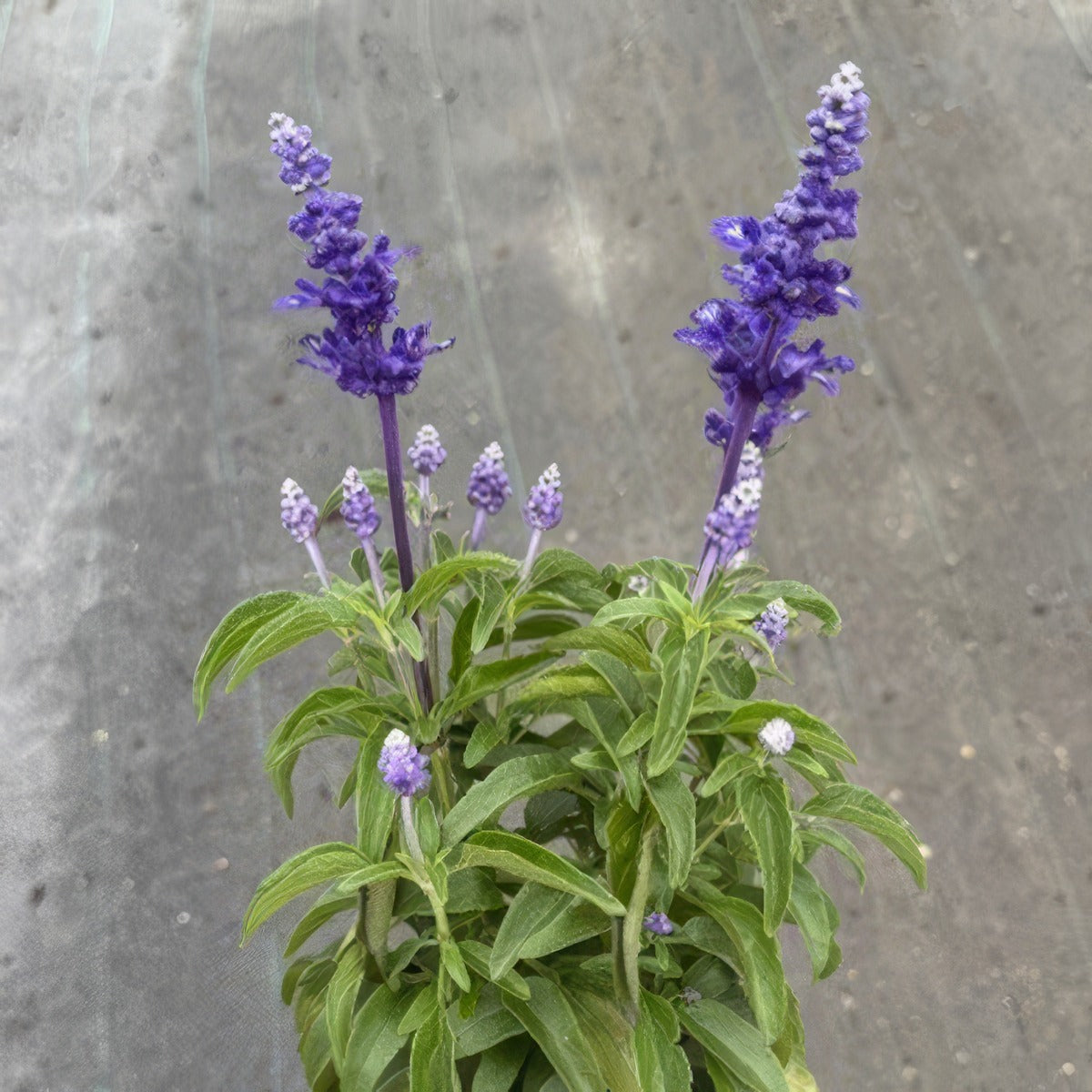 Salvia Sallyfun Blue Lagoon Pot - Garden Express Australia
