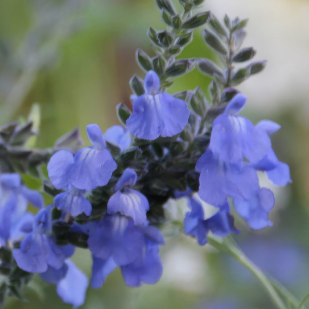 Salvia Azurea P68salazu - Garden Express Australia