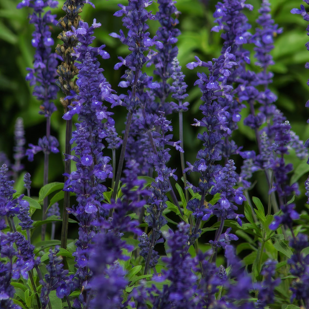 Salvia Big Blue P68salbbl - Garden Express Australia