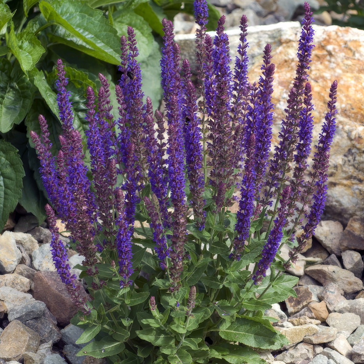 Salvia Blue Queen P68salbqu - Garden Express Australia