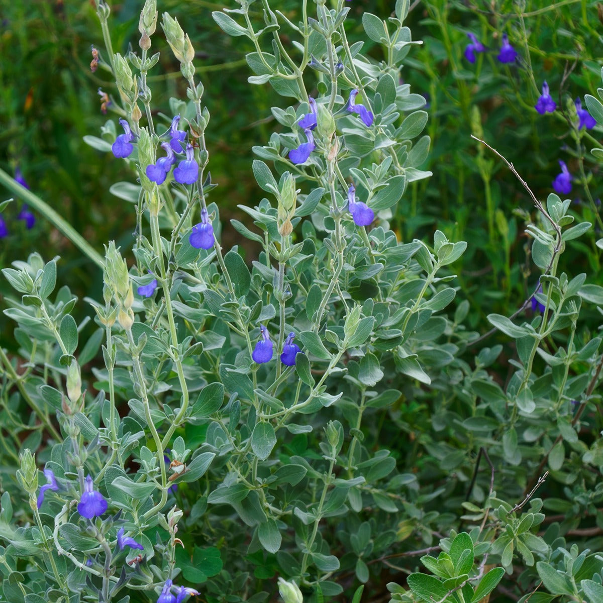 Salvia Chamaedryoides Germander Sage P68salcha - Garden Express Australia