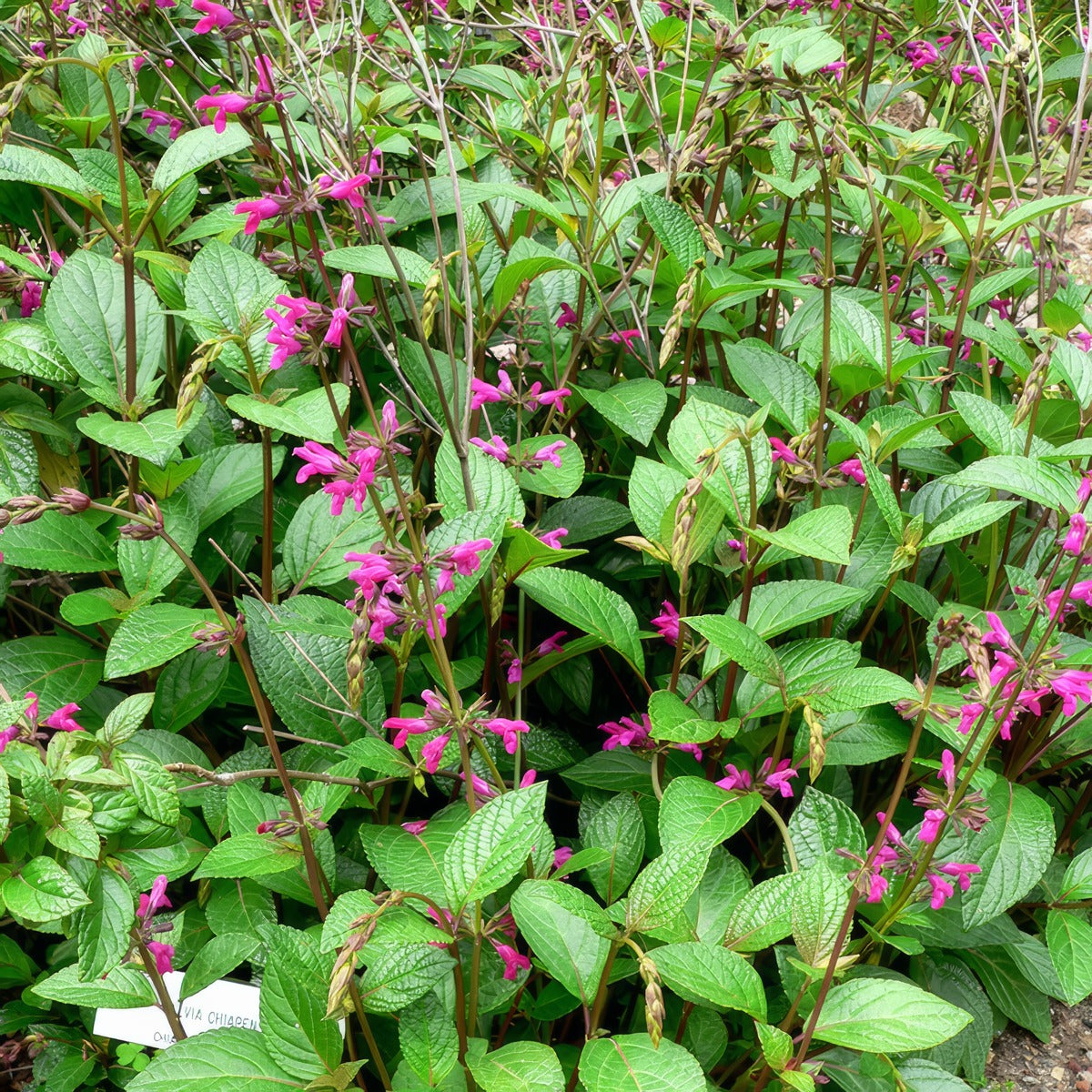 Salvia Chiapensis P68salchi Stan Shebs Via Wikimedia Commons - Garden Express Australia