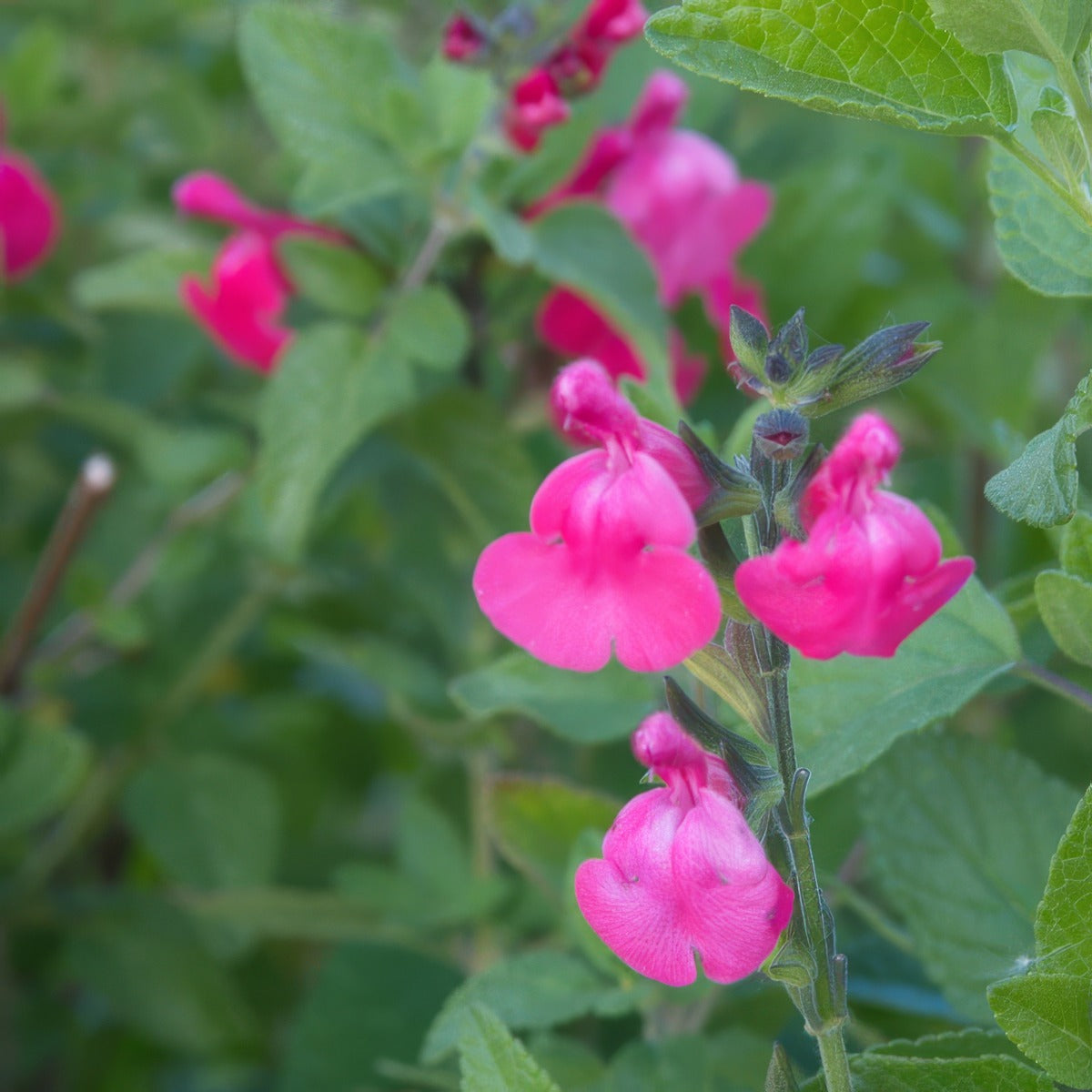 Salvia Cyclamen P68salcyc - Garden Express Australia