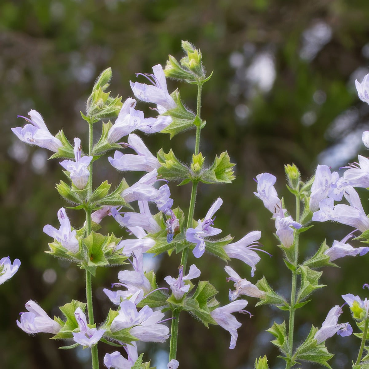 Salvia Finngrove P68salfin - Garden Express Australia