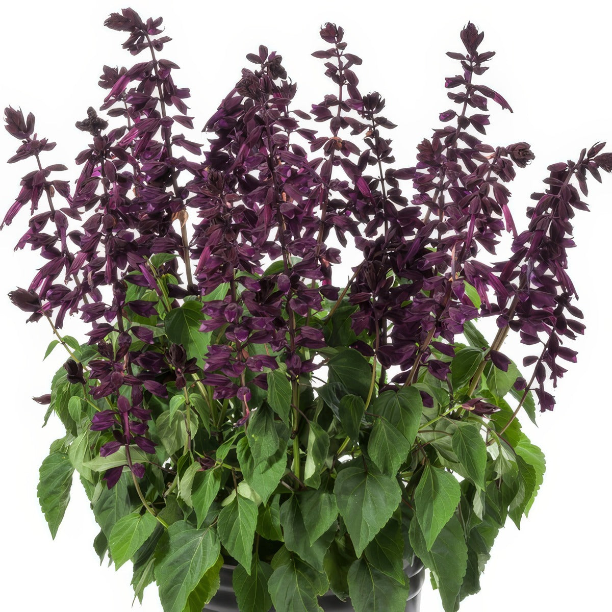 Salvia Grandstand Purple P68salgpp - Garden Express Australia
