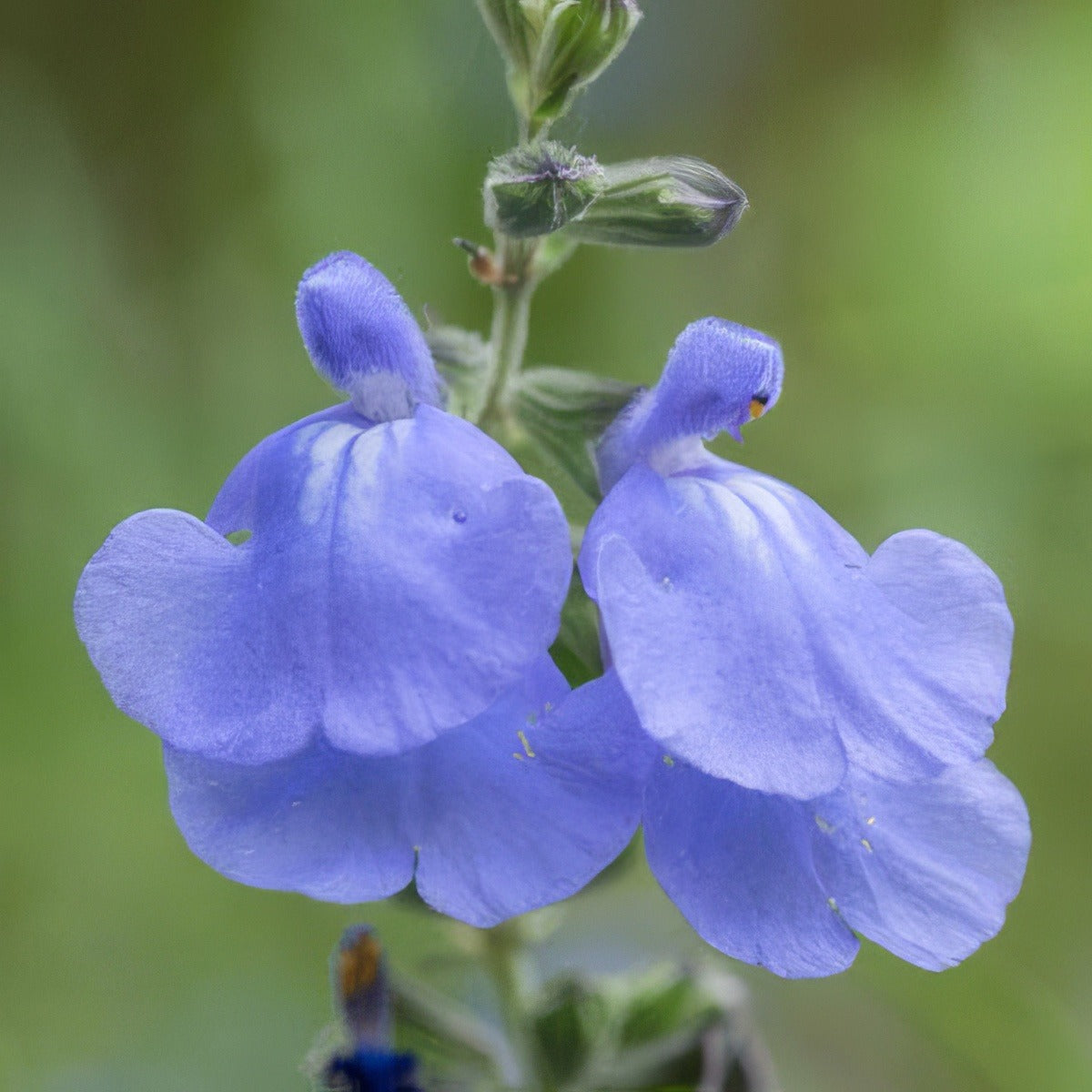 Salvia Marine Blue Lposalmbl - Garden Express Australia