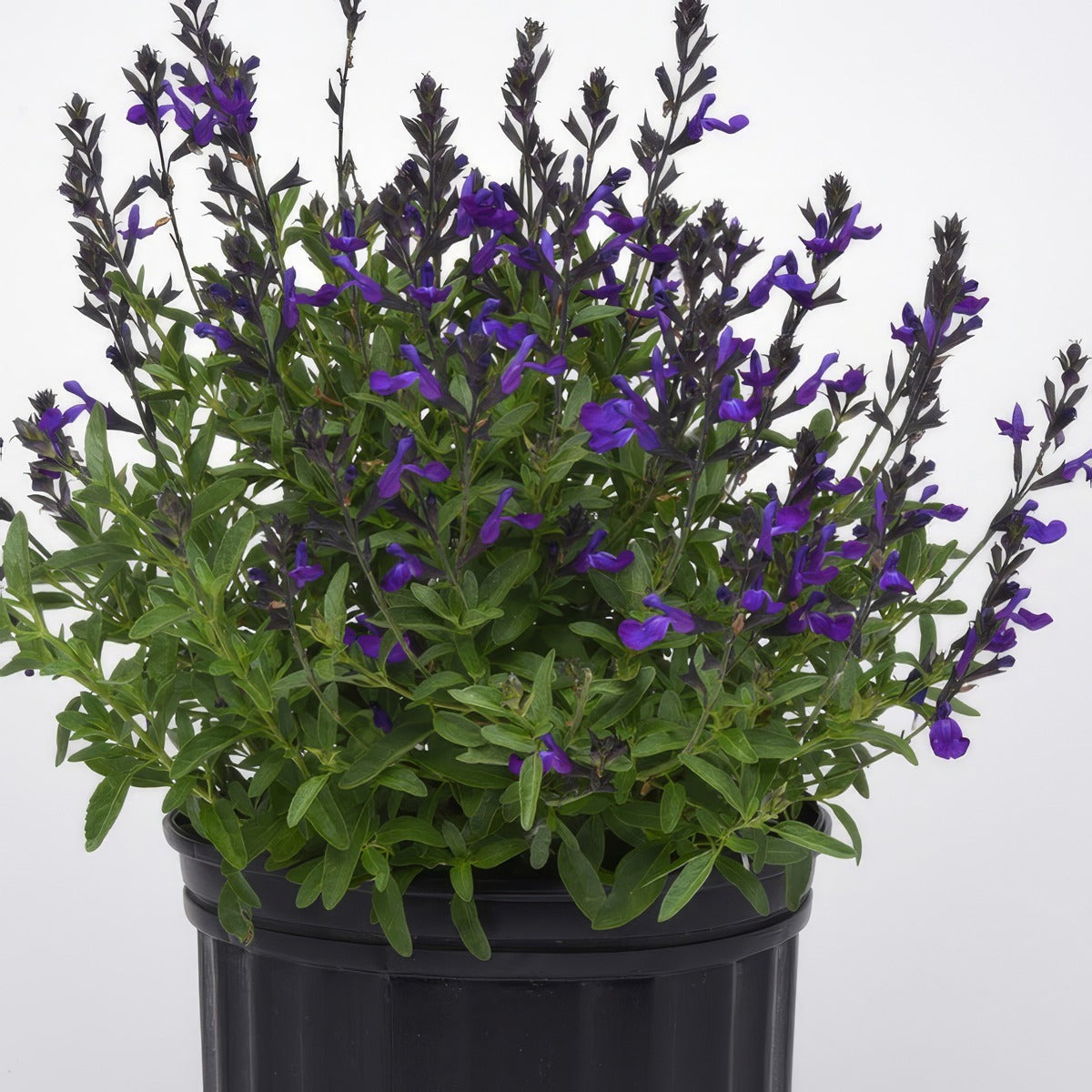 Salvia Mirage Blue - Garden Express Australia