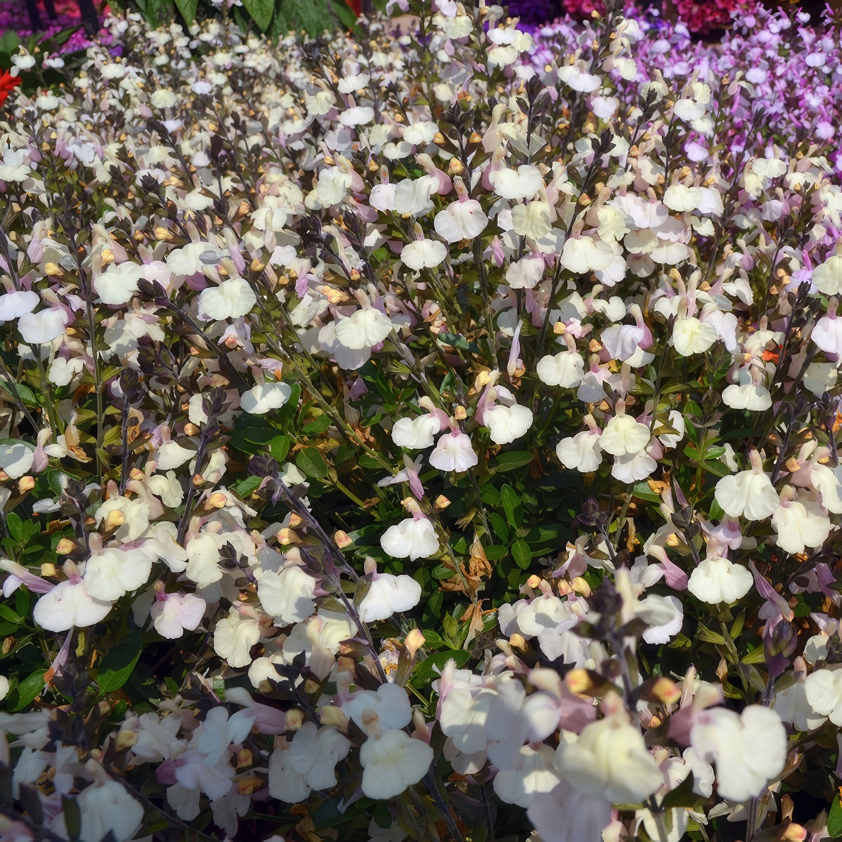Salvia Mirage Cream 1 - Garden Express Australia