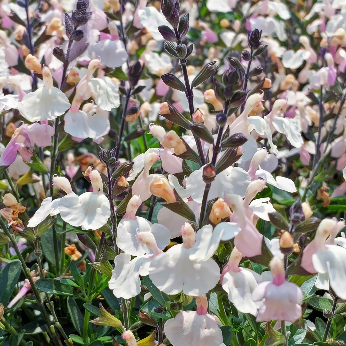 Salvia Mirage Cream 2 - Garden Express Australia