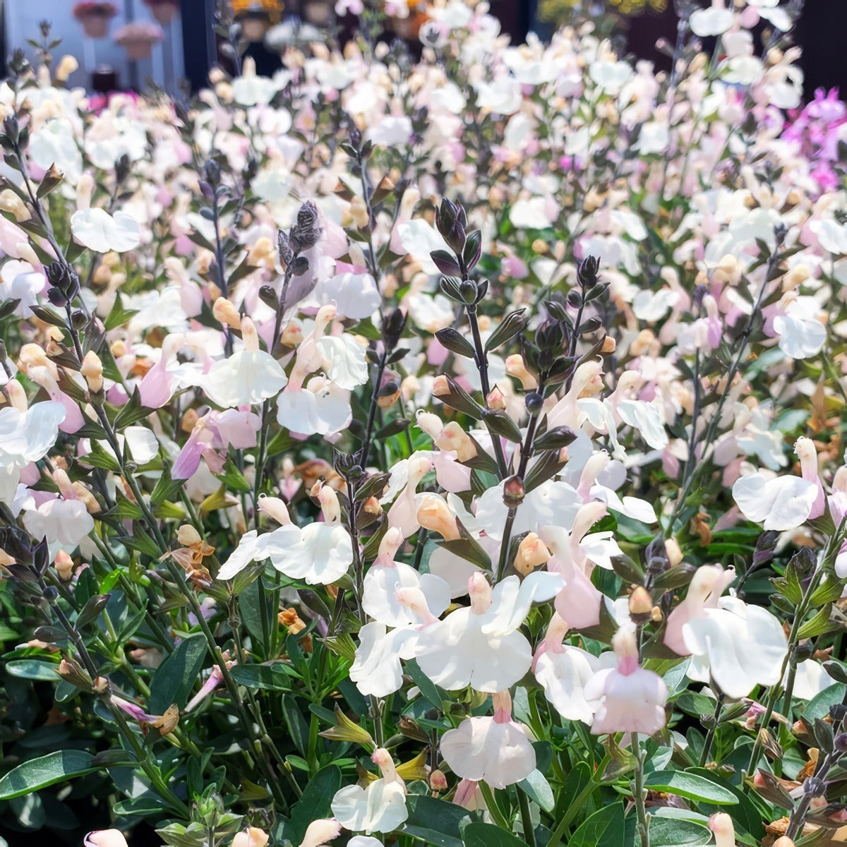 Salvia Mirage Cream P68salmcm - Garden Express Australia