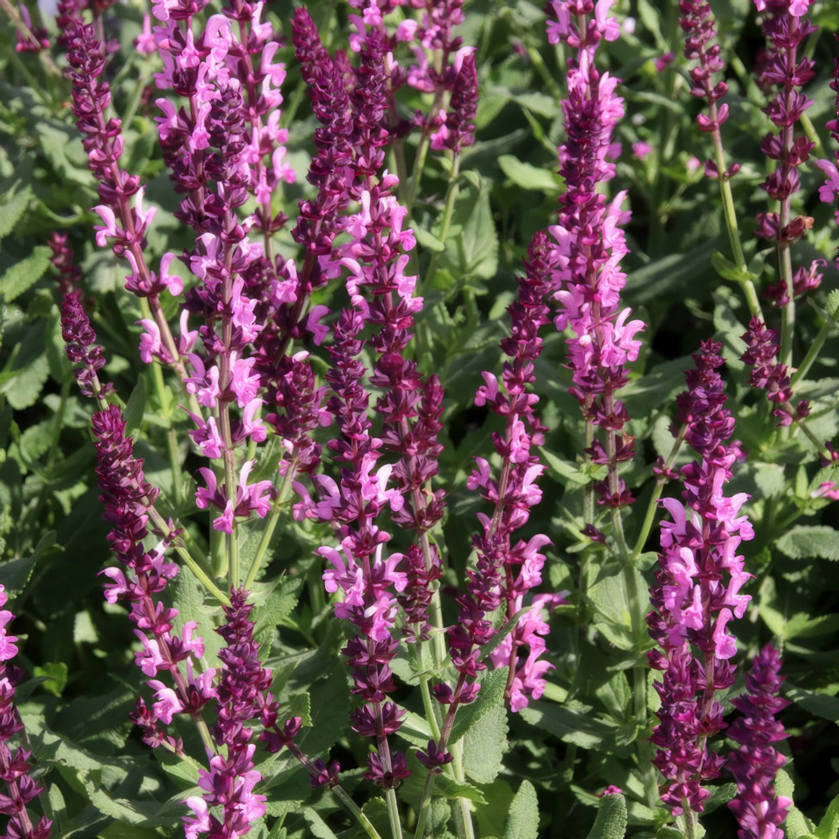 Salvia Merleau Rose P68salmro - Garden Express Australia