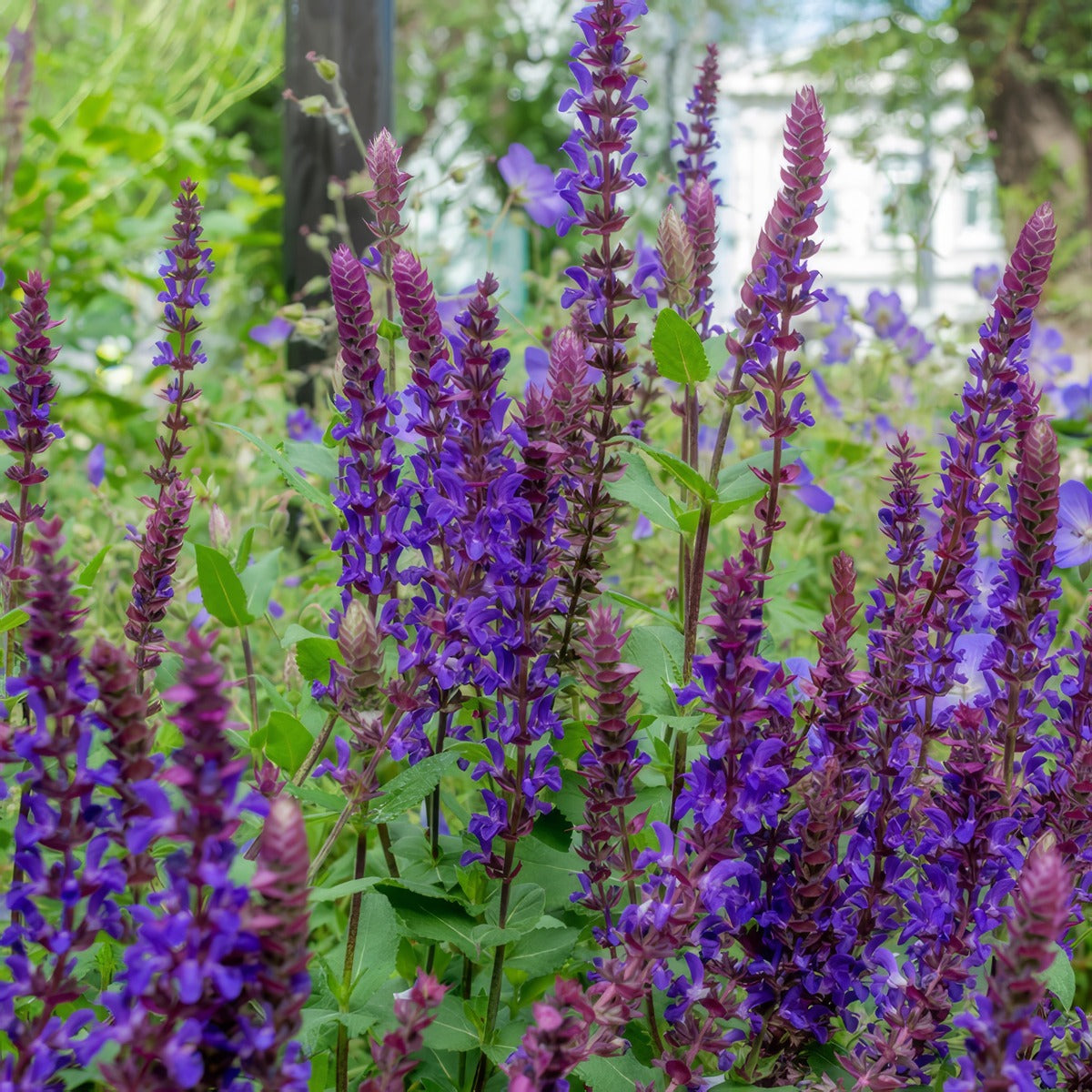 Salvia Salvatore Blue P68salsvl - Garden Express Australia