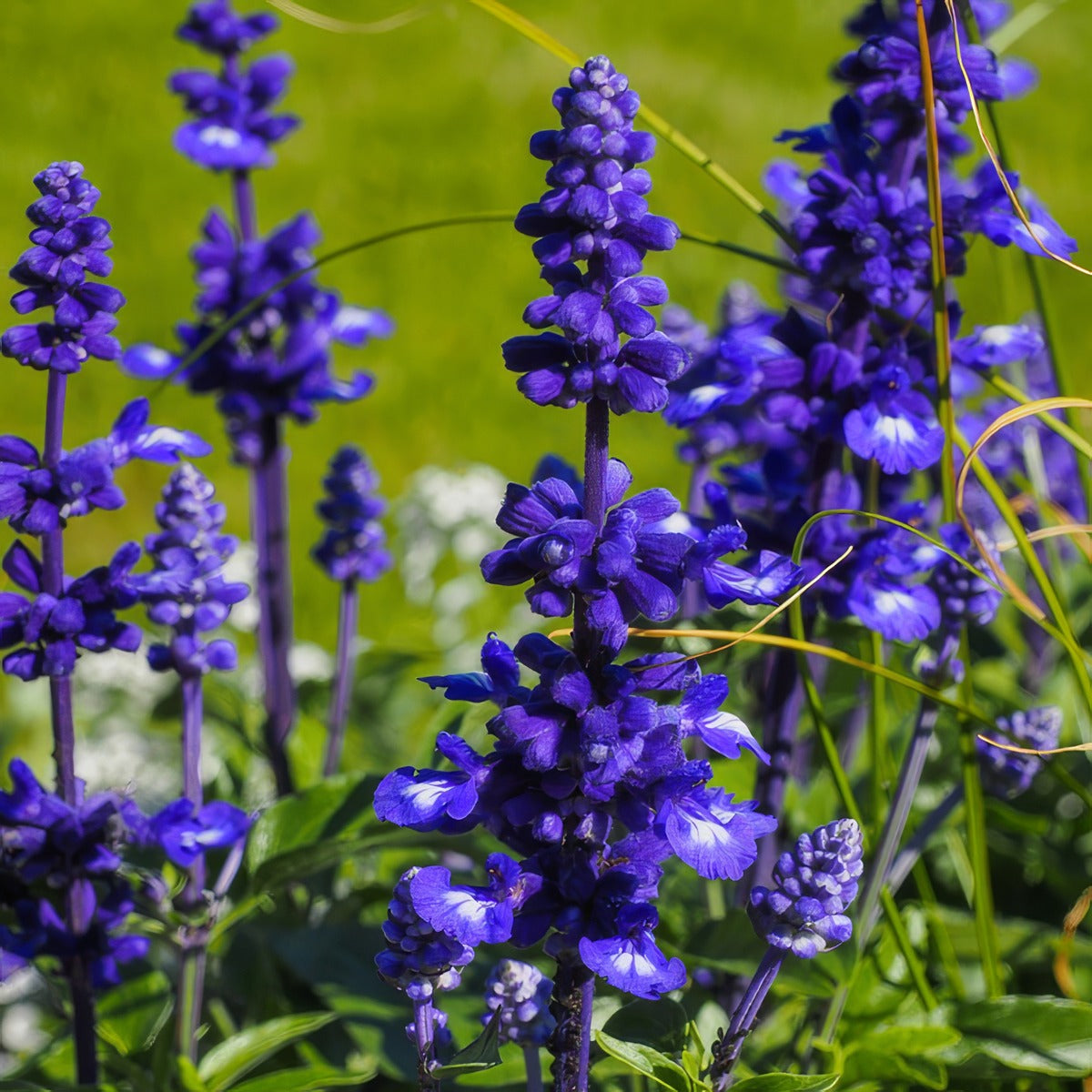 Salvia Victoria Blue P68salvbl - Garden Express Australia