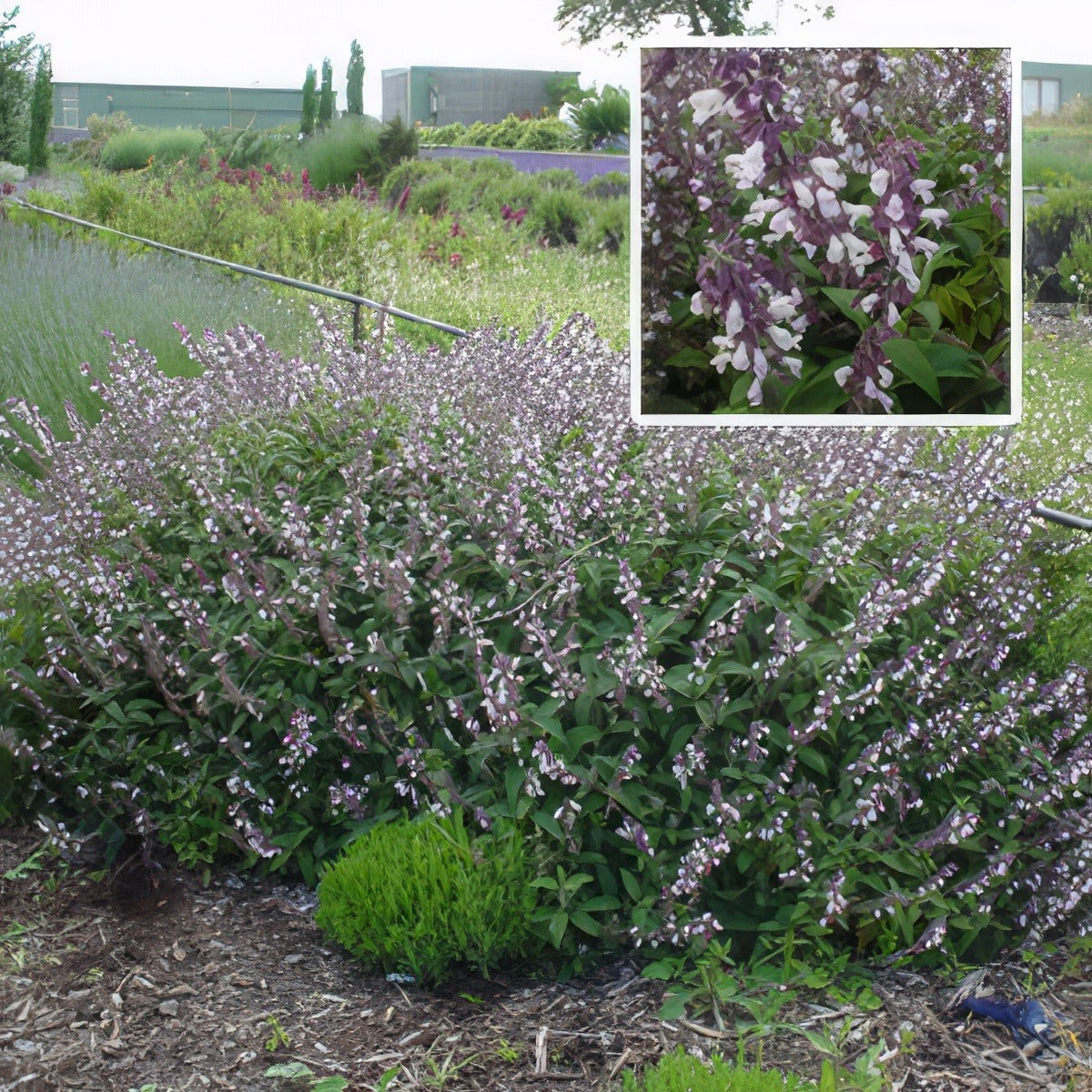 Salvia Waverly Pplsavwav - Garden Express Australia