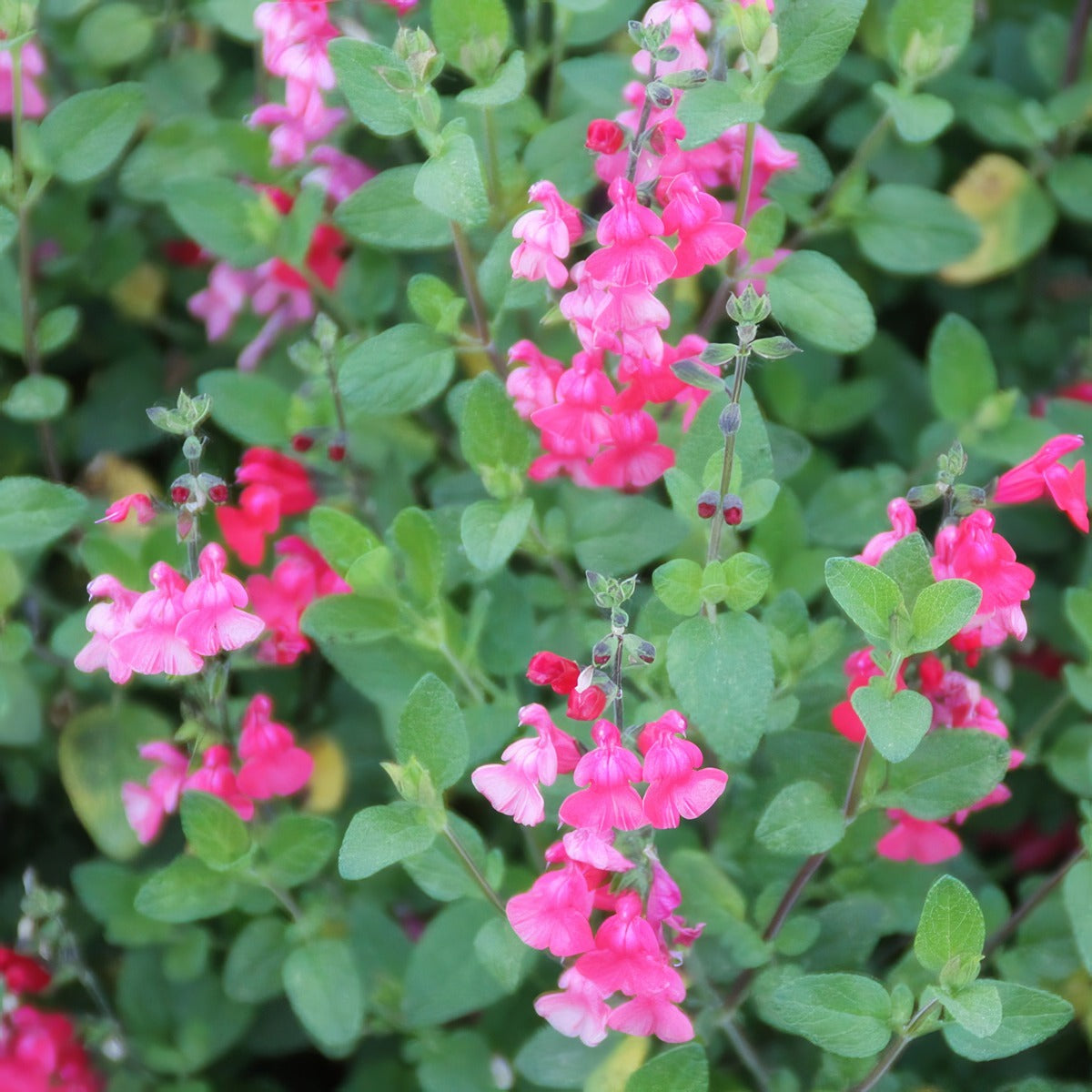 Salvia Baby Sage Pplsalbsa - Garden Express Australia