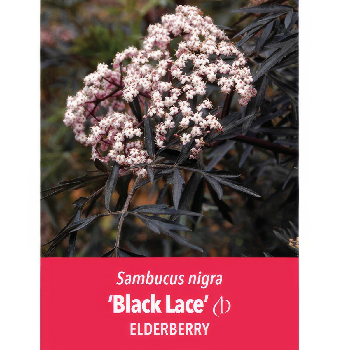 Sambucus Elderberry Black Lace Label P20sambla - Garden Express Australia
