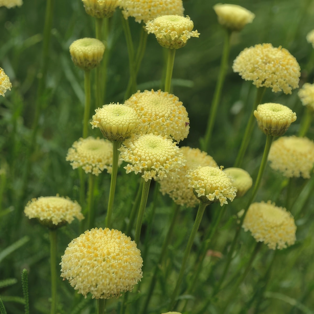 Santolina Green Cotton Lavender - Garden Express Australia