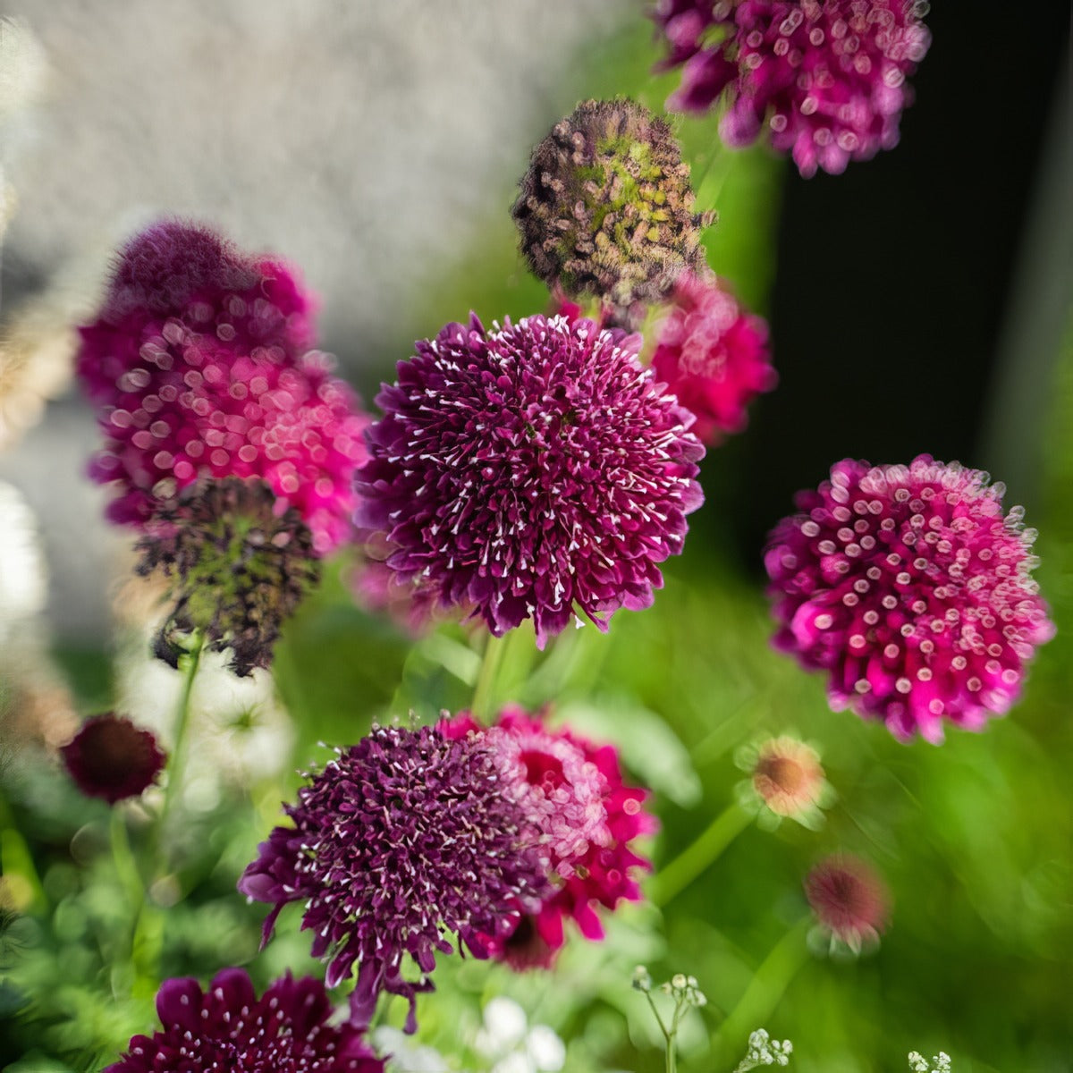 Scabiosa Focal Scoop Dark Purple P68scafsdp - Garden Express Australia
