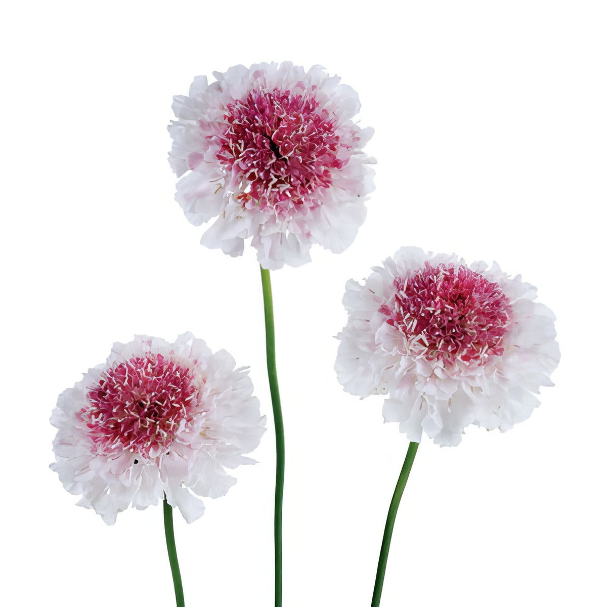 Scabiosa Hoop Scoop Strawberry P68scahss - Garden Express Australia