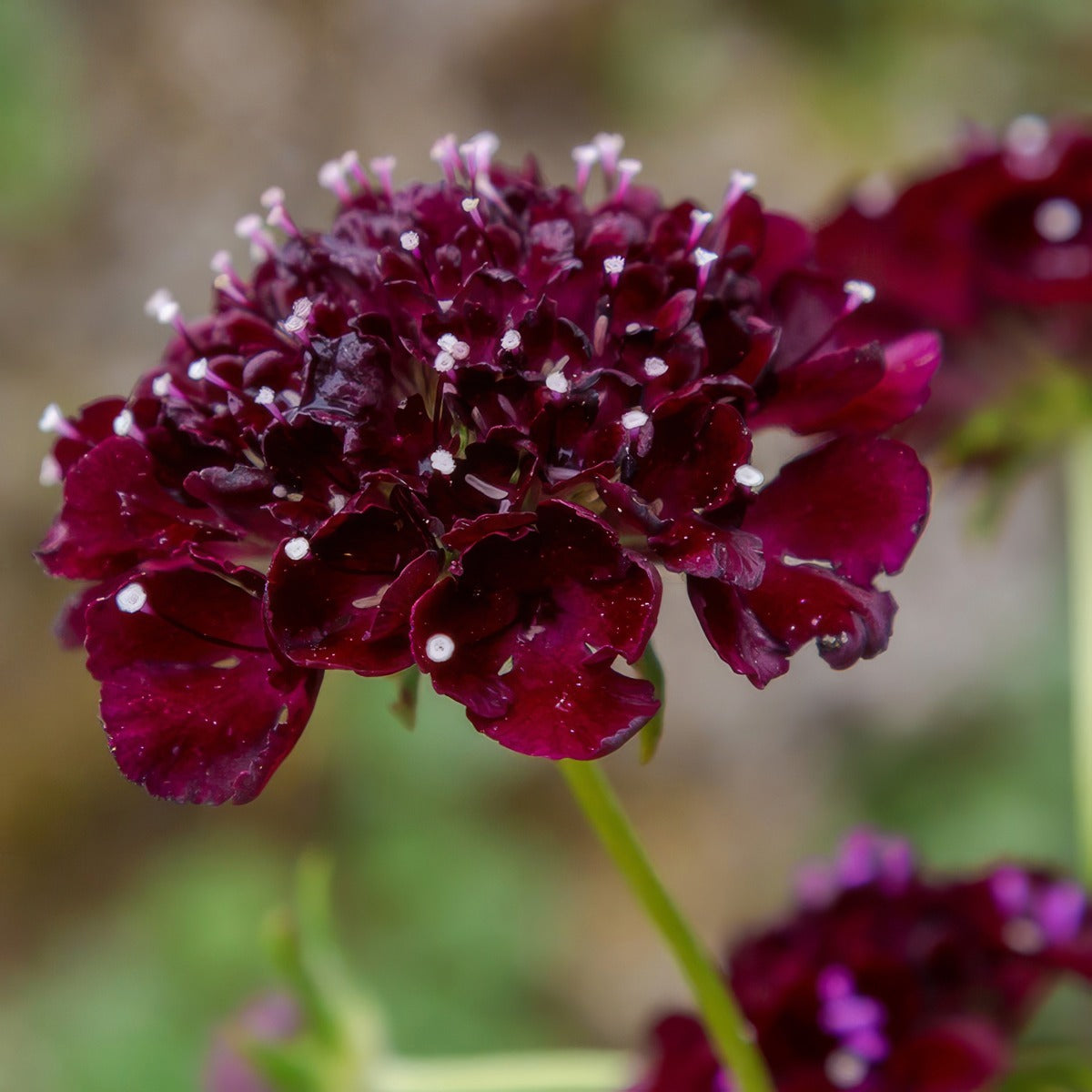 Scabiosa Midnight P68scamid - Garden Express Australia