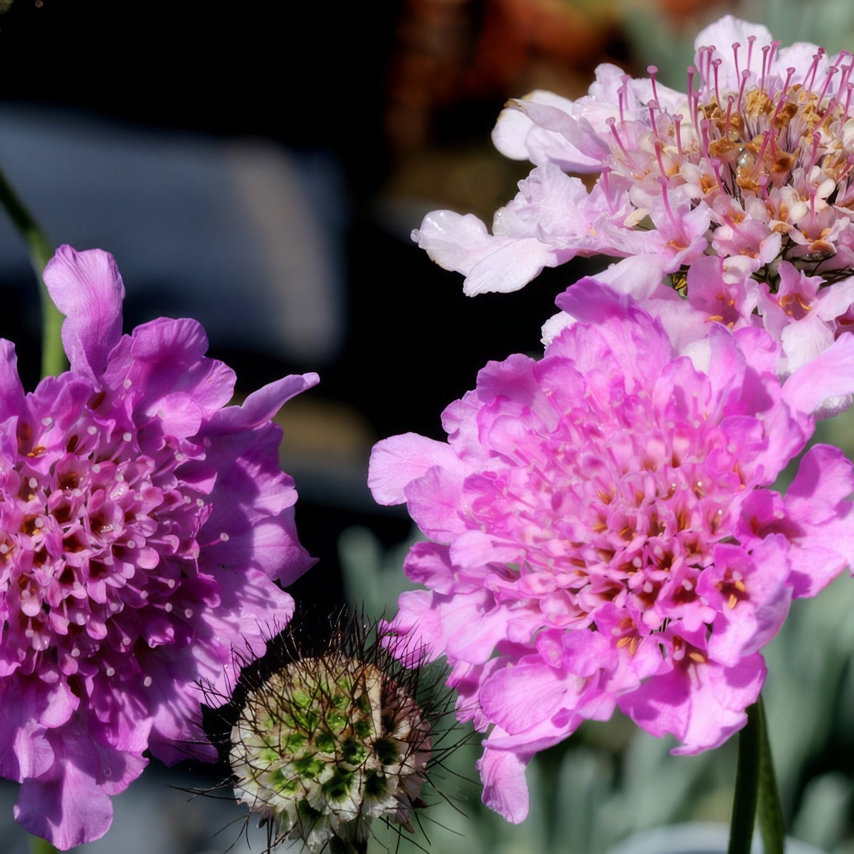 Scabiosa Mariposa Candy Pink P68scapcp - Garden Express Australia