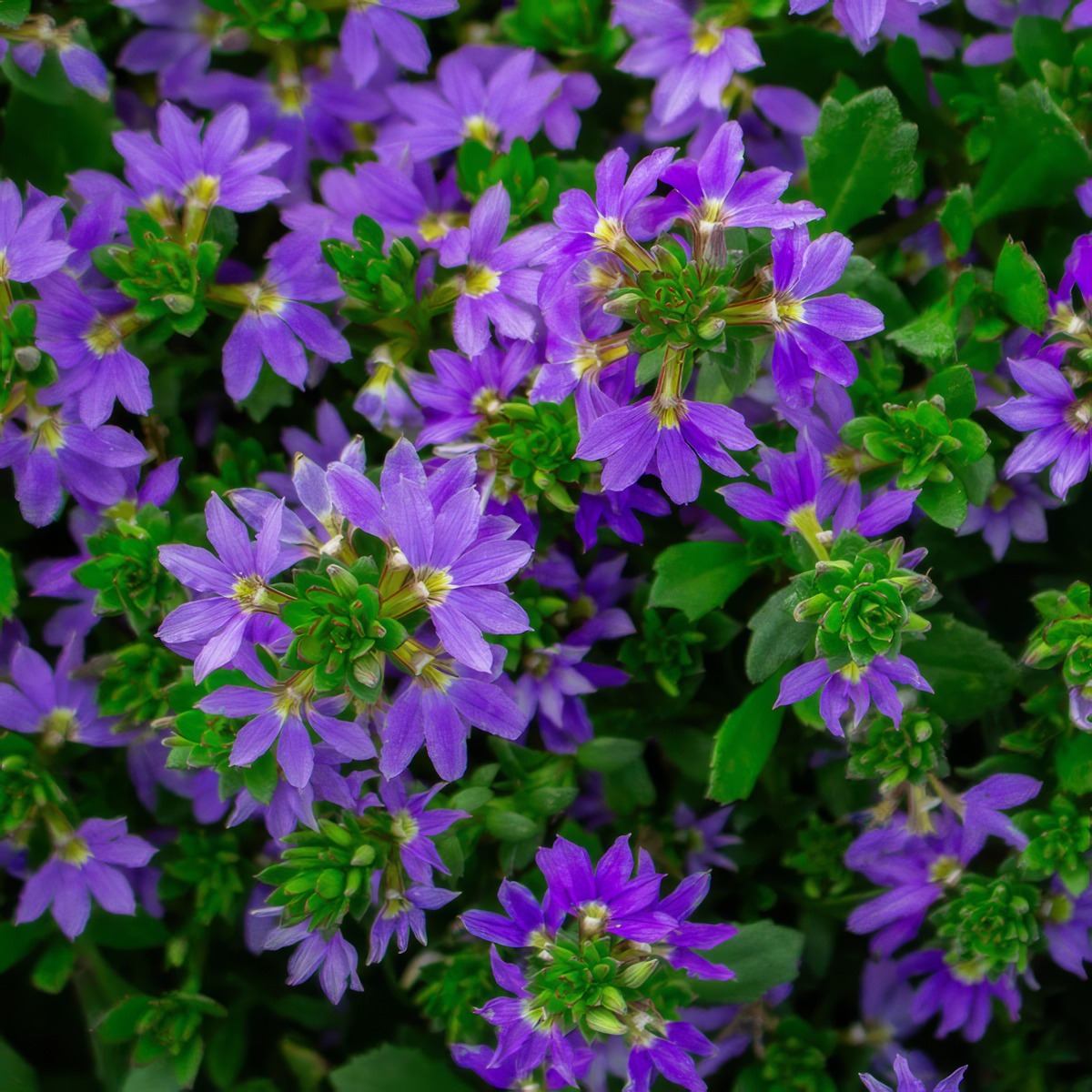Scaevola Cobalt Candles P68scacca - Garden Express Australia