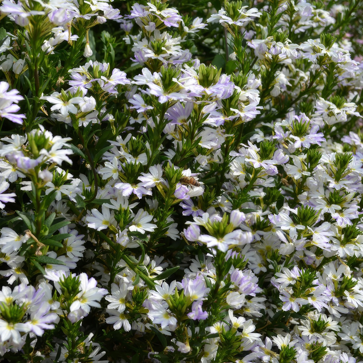 Scaevola Fairy White - Garden Express Australia