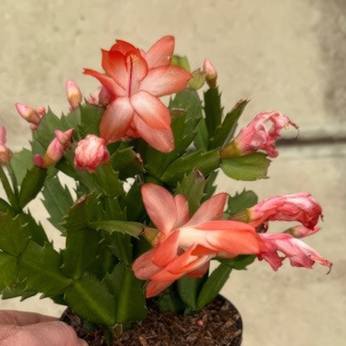 Zygocactus Flame Red P12zygfrd - Garden Express Australia