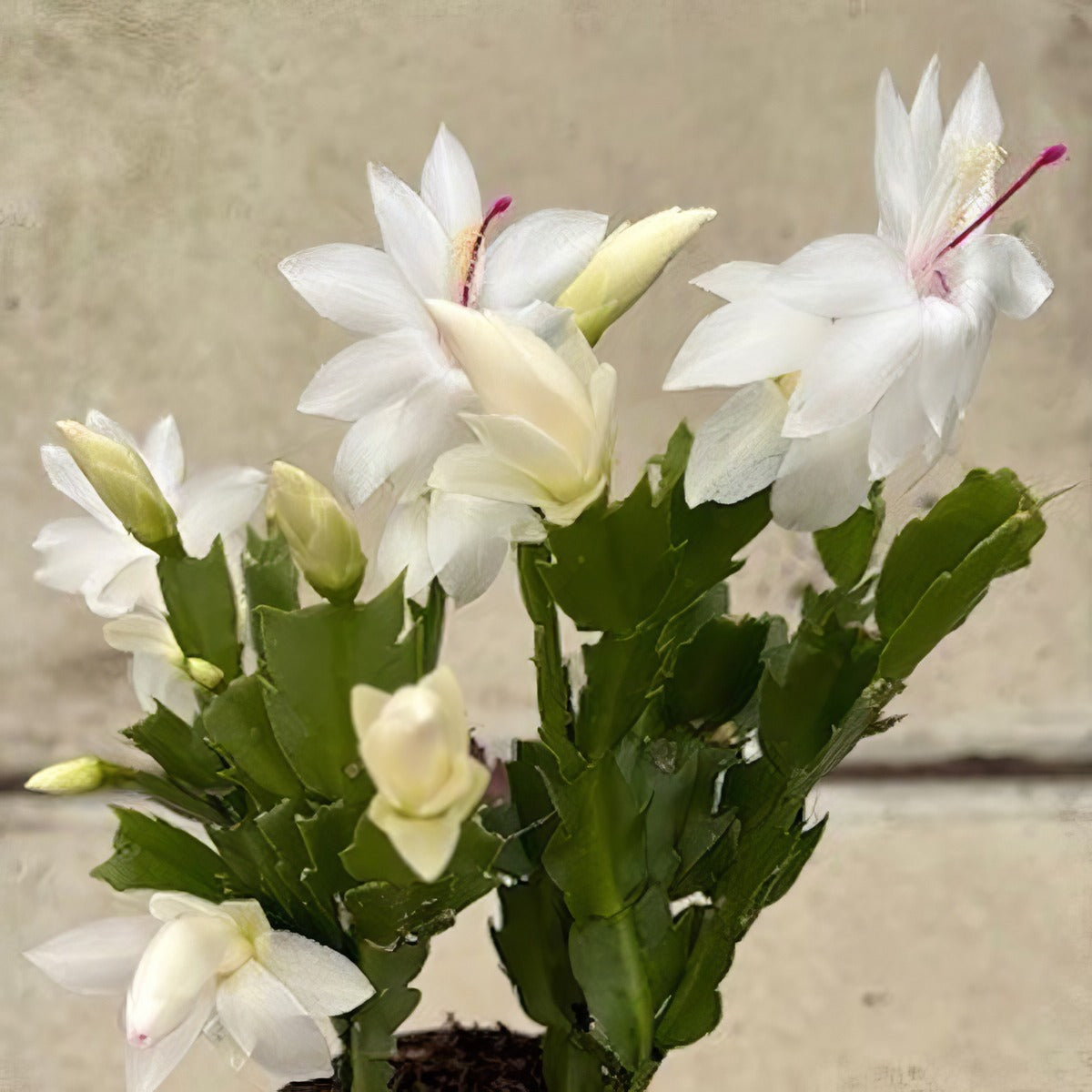 Zygocactus White Flame P12zygwfl - Garden Express Australia