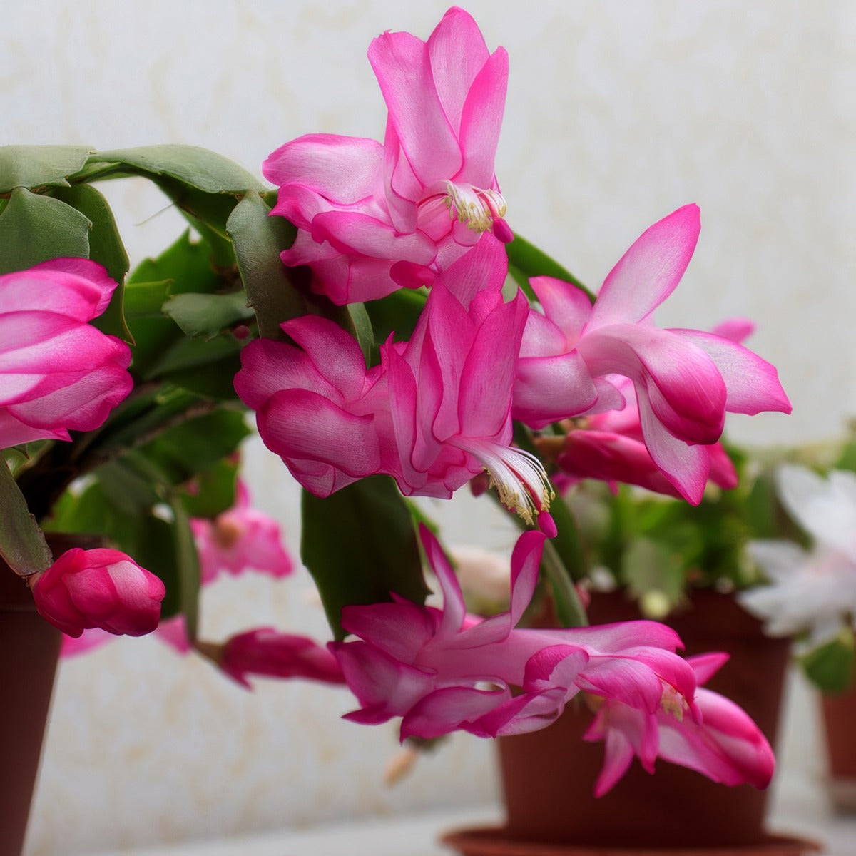 Schlumbergera Zygocactus Amazonia Pink P14zygapk - Garden Express Australia