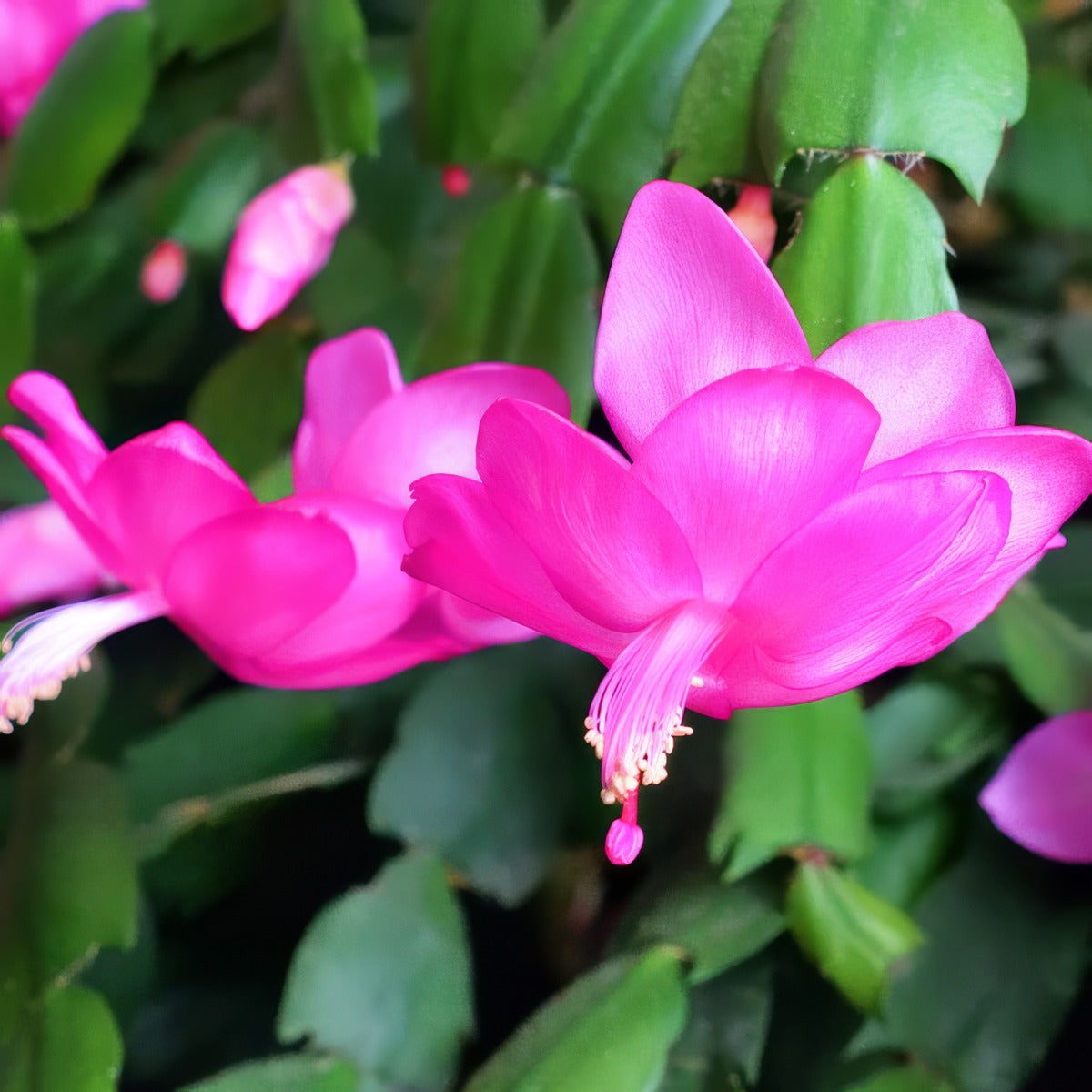 Schlumbergera Zygocactus Amazonia Purple P14zygapp - Garden Express Australia