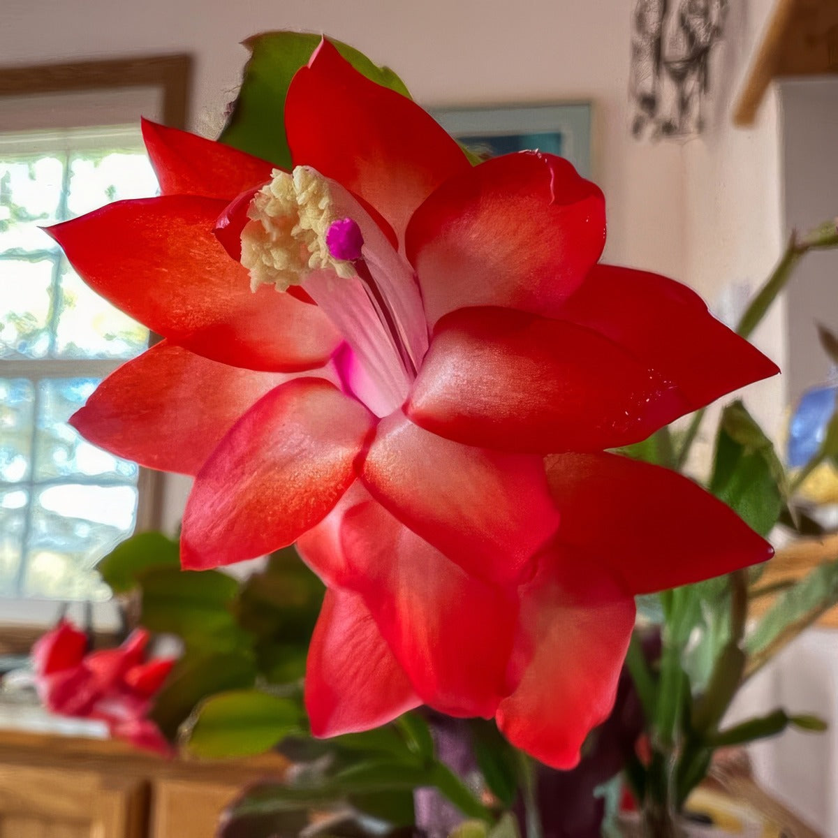 Schlumbergera Zygocactus Amazonia Red P14zygard - Garden Express Australia