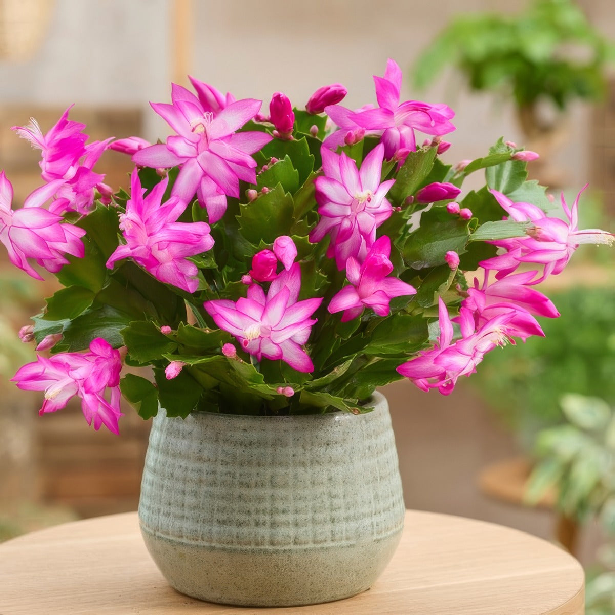 Schlumbergera Zygocactus Thor Caroline - Garden Express Australia