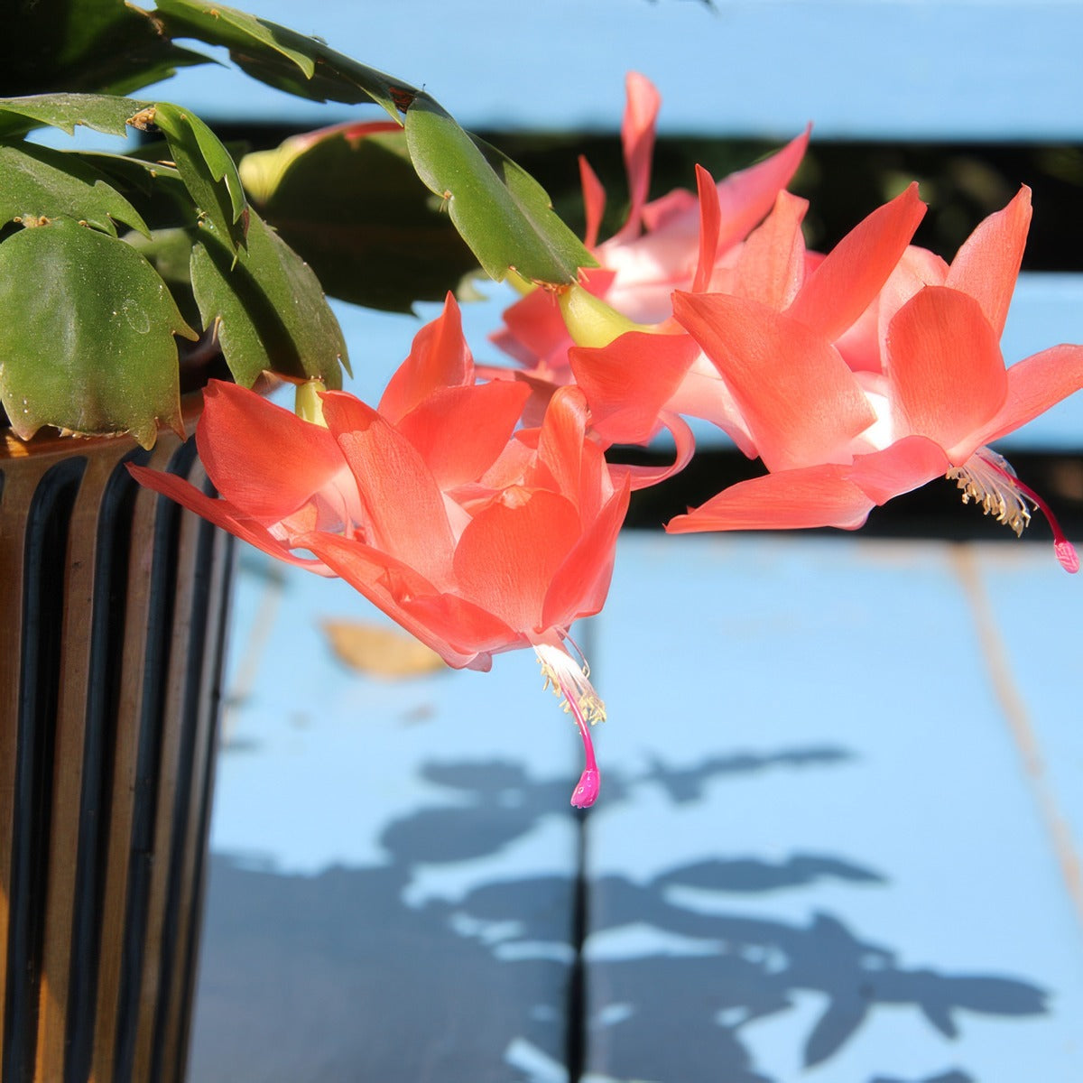 Schlumbergera Thor Freya P75schtfr - Garden Express Australia