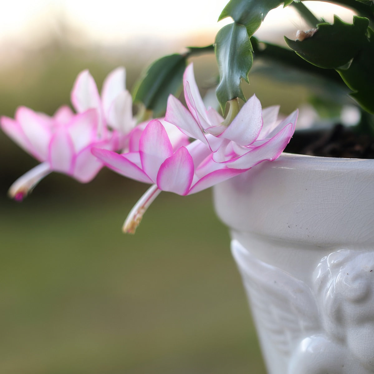 Schlumbergera Zygocactus Thor Ida - Garden Express Australia