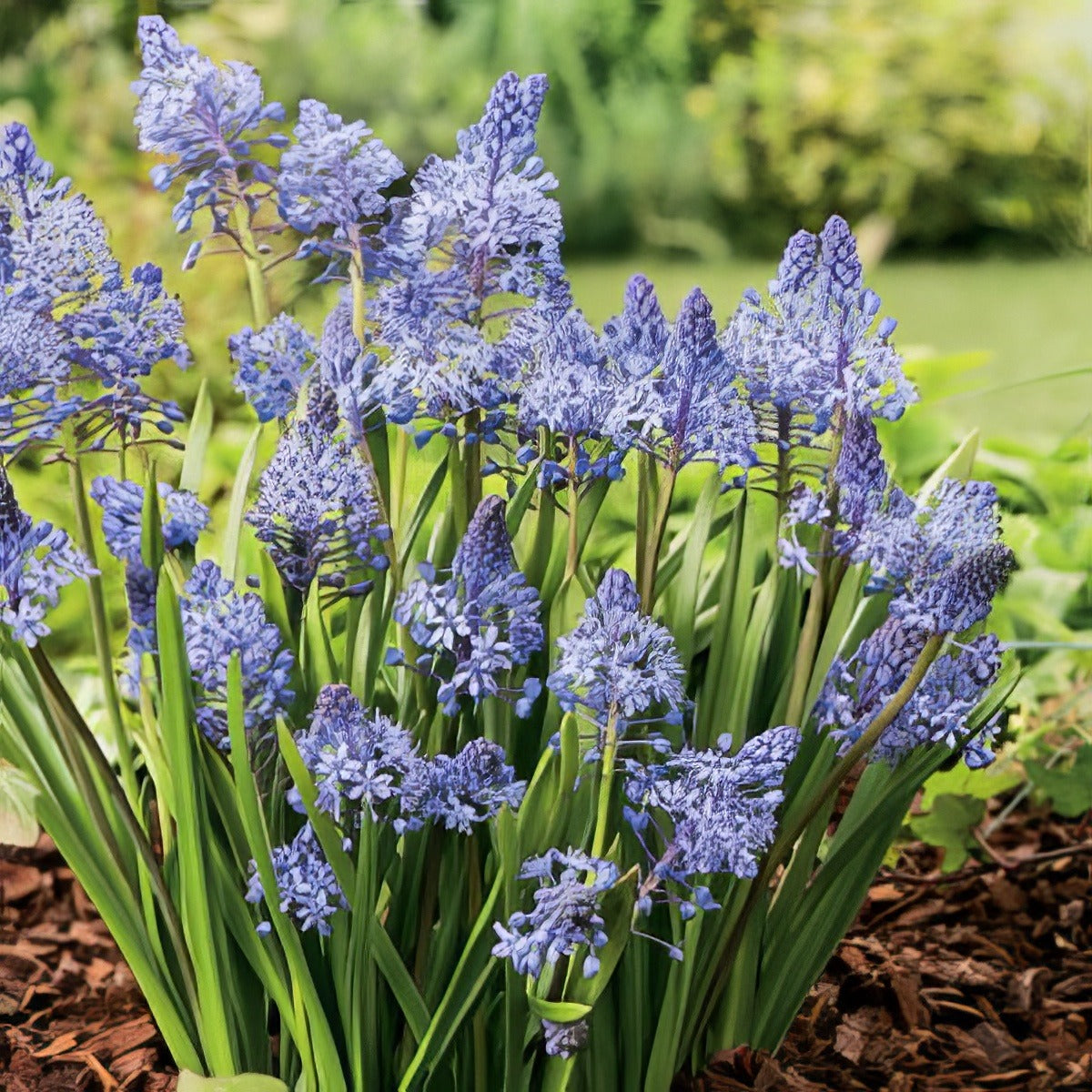 Scilla Litardierei Pkscilit - Garden Express Australia