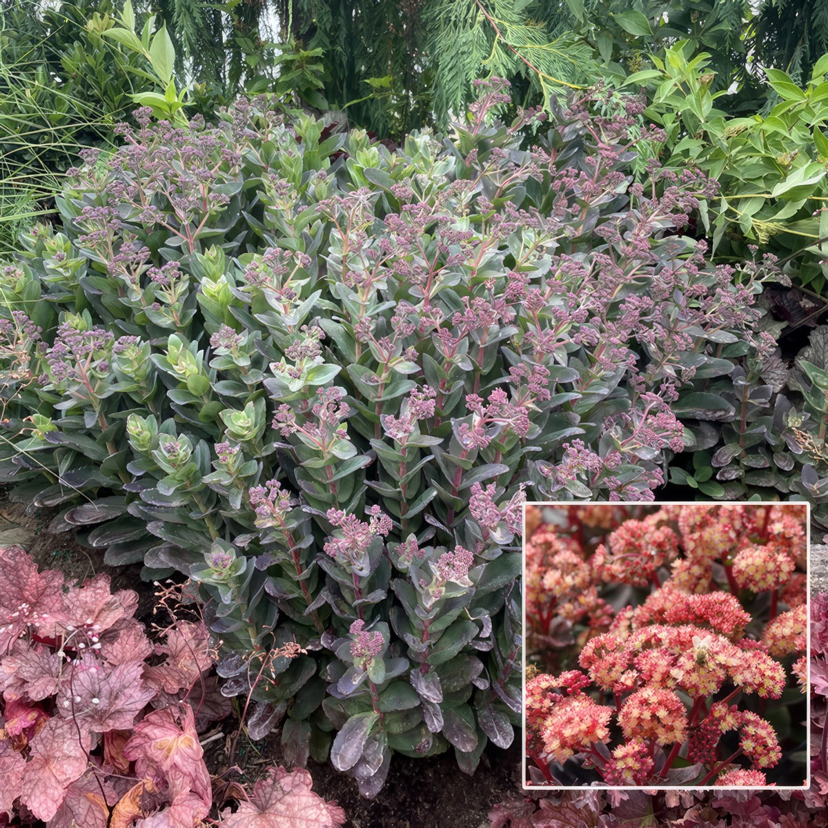 Sedum Conga Line P68sedcli - Garden Express Australia