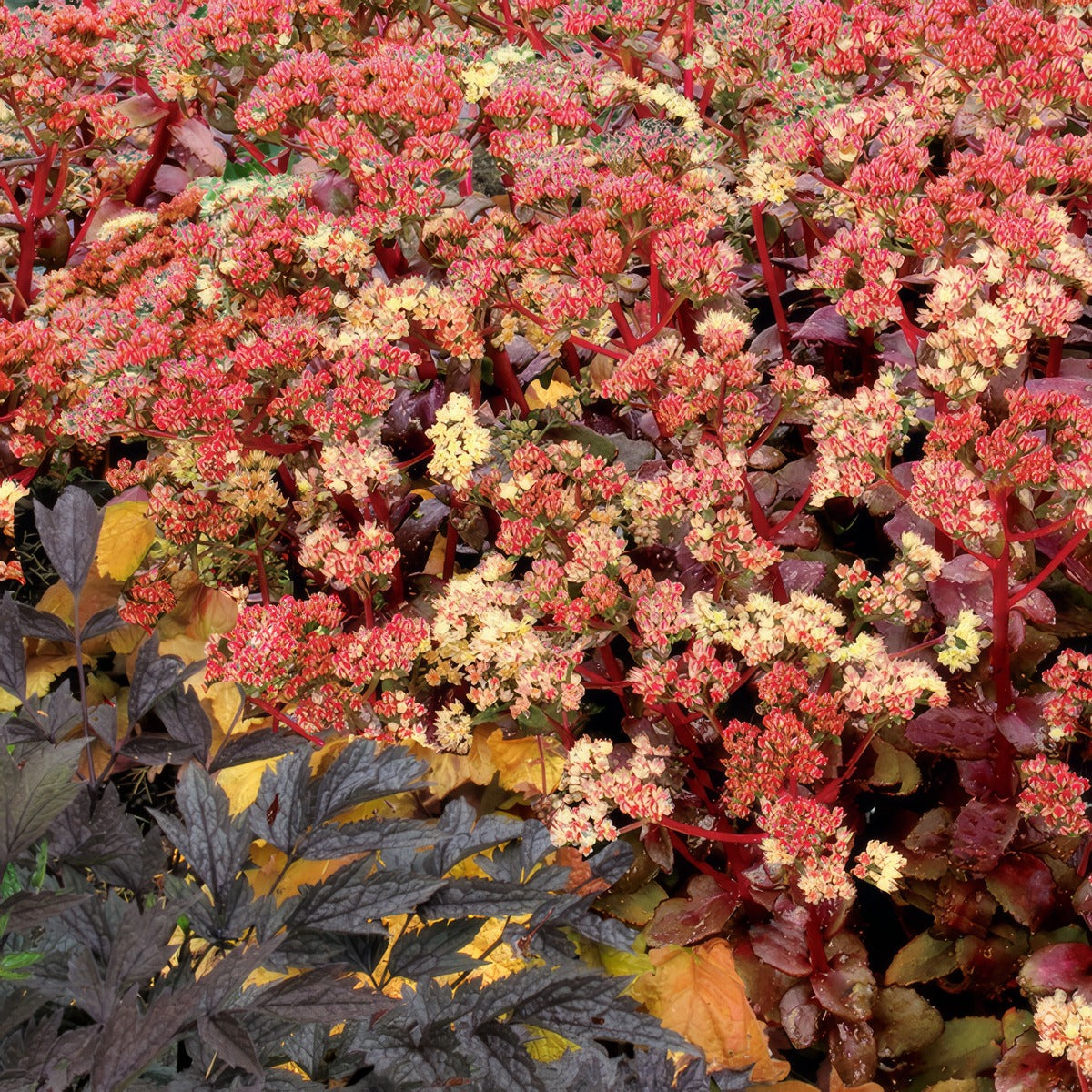 Sedum Peach Pearls P68sedppe - Garden Express Australia