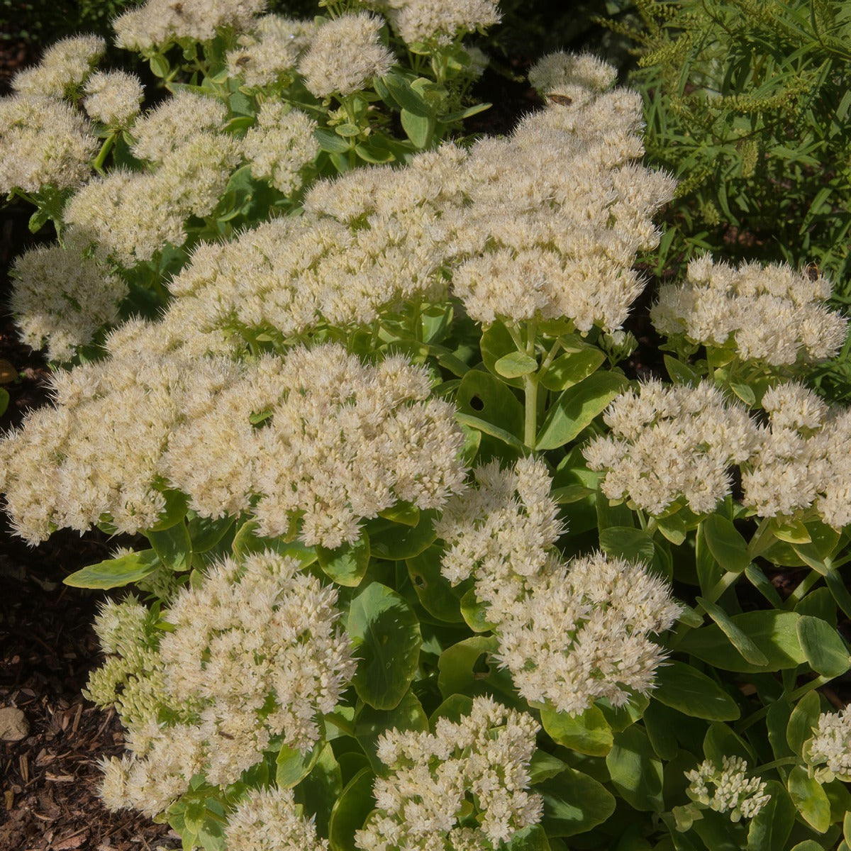 Sedum Stardust P68sedstd - Garden Express Australia