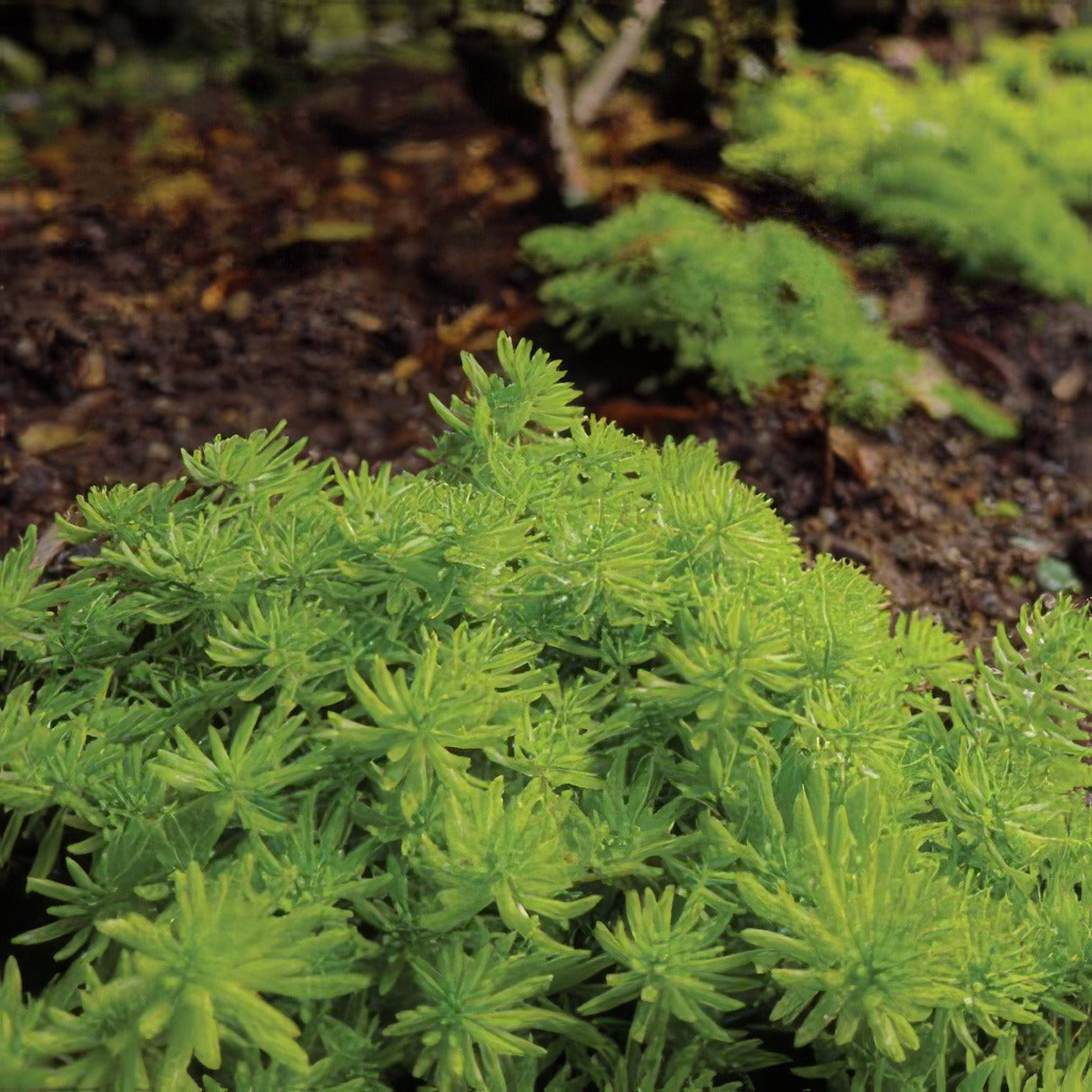 Sedum Gold Mound 2019 Lposedgmo - Garden Express Australia